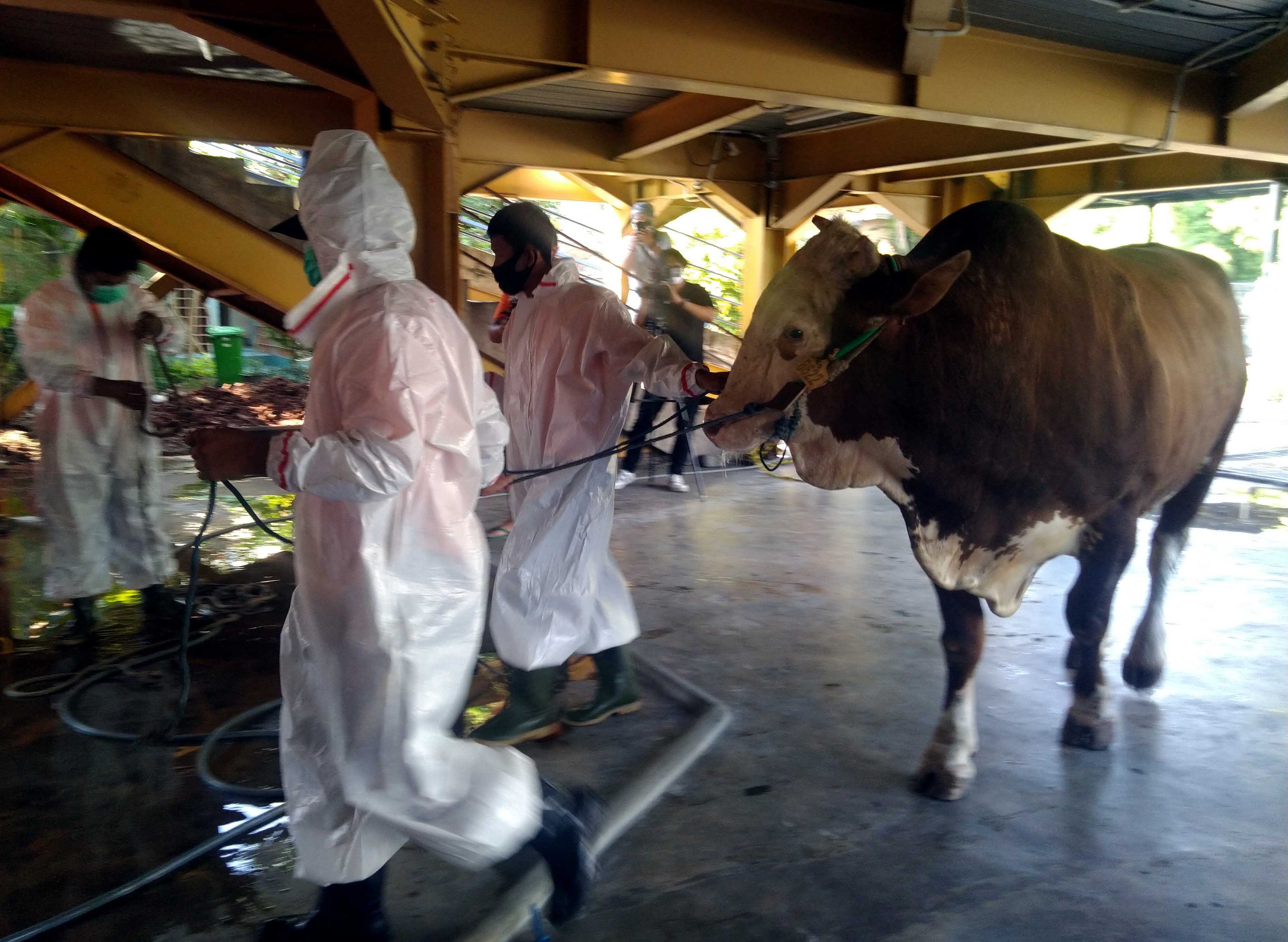 DKM Nursiah Daud Paloh Kelola 11 Sapi dan 14 Kambing Kurban 