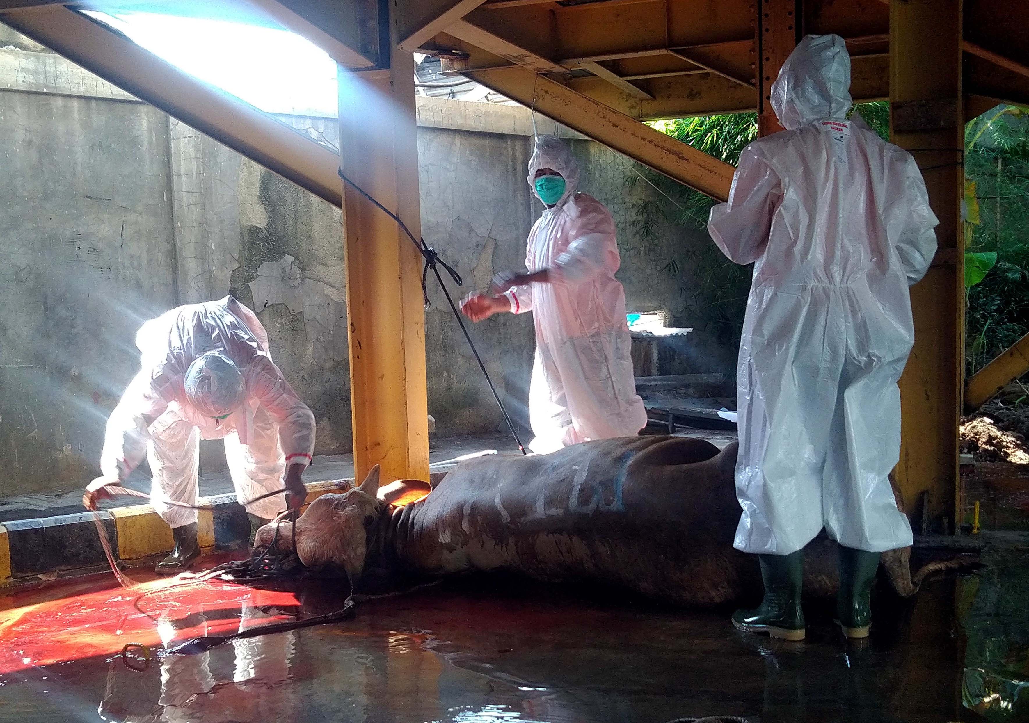 DKM Nursiah Daud Paloh Kelola 11 Sapi dan 14 Kambing Kurban 