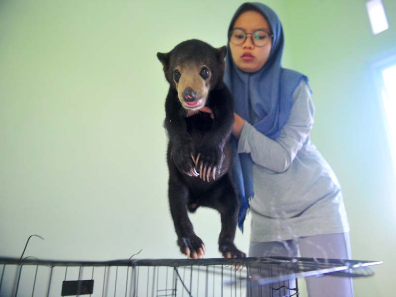 Beruang Madu Serahan Warga