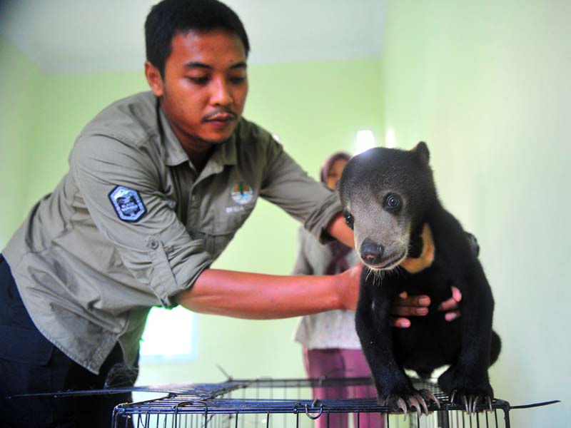 Beruang Madu Serahan Warga