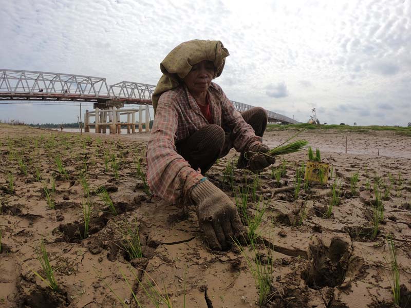 Tanam Padi di Tepi Sungai Batanghari