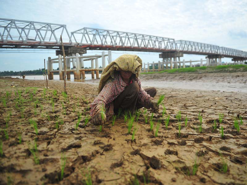 Tanam Padi di Tepi Sungai Batanghari