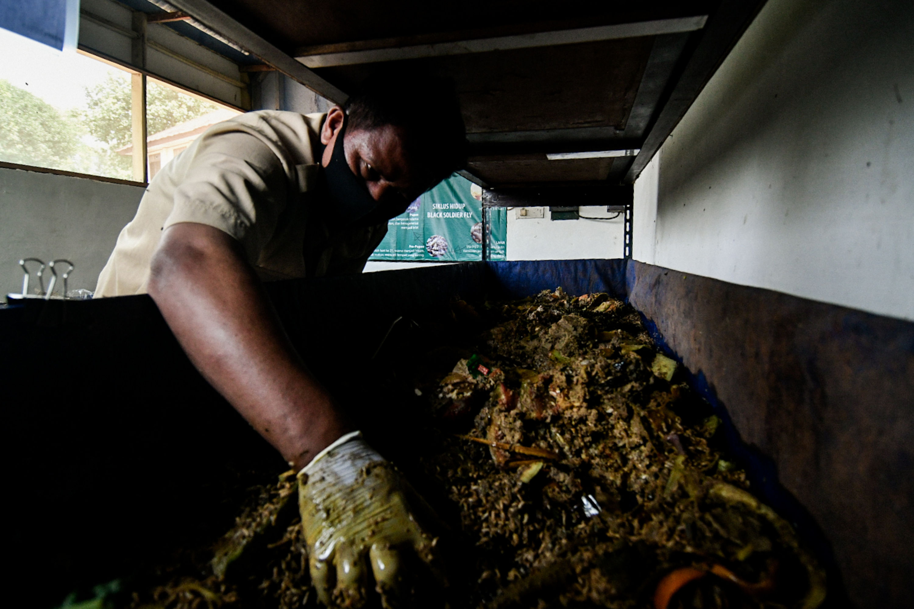 Ulat Maggot Pengurai Sampah Organik