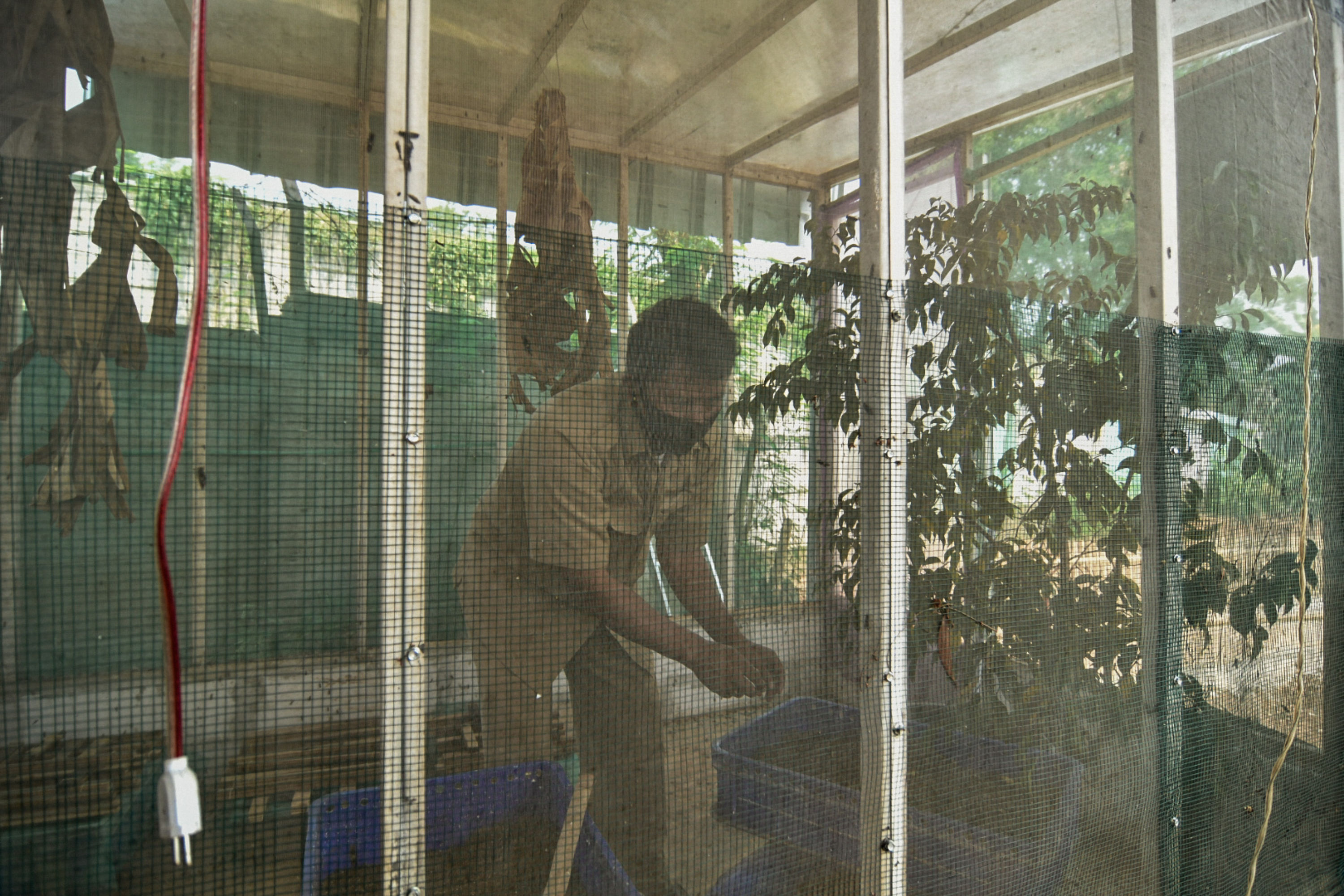 Ulat Maggot Pengurai Sampah Organik