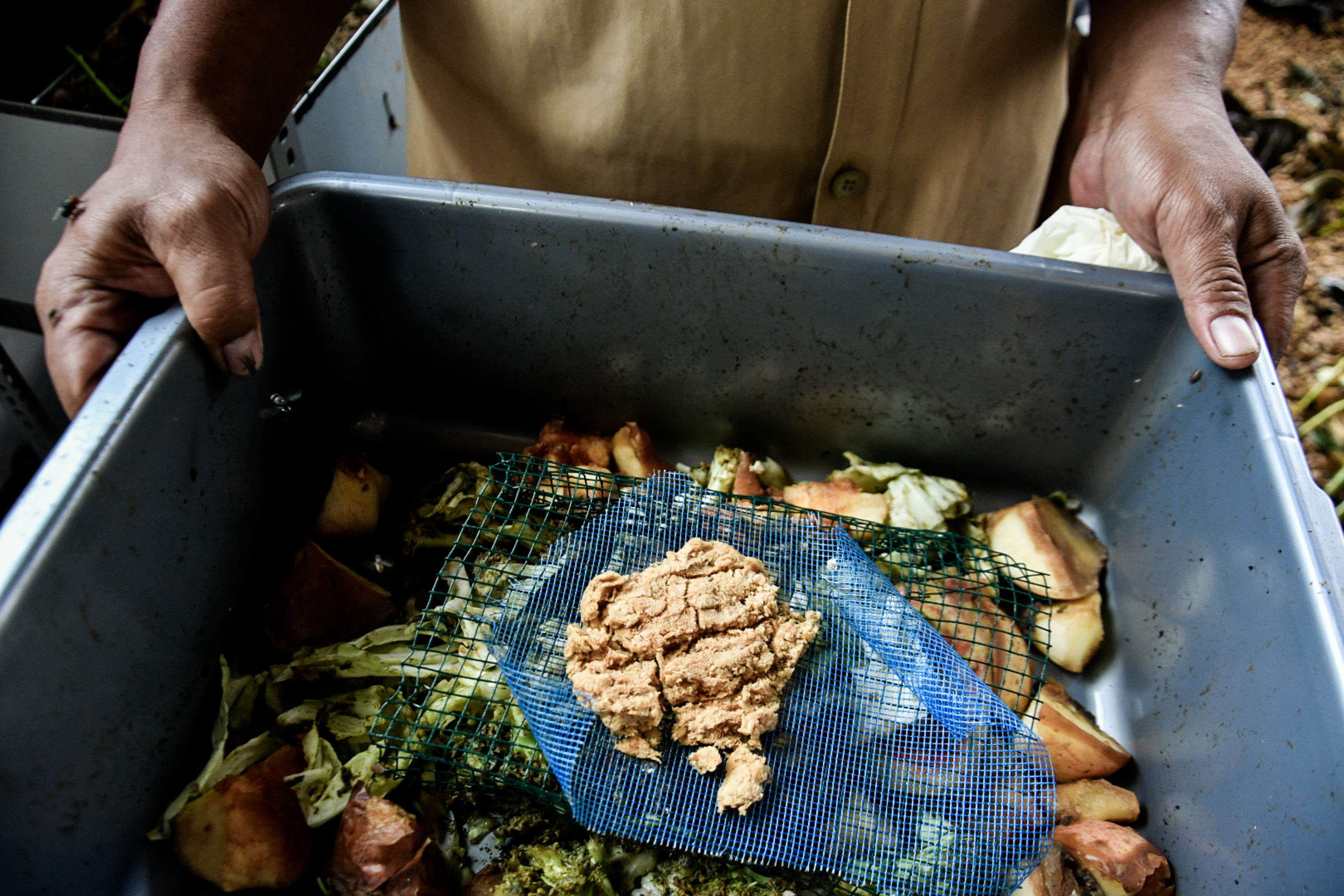 Ulat Maggot Pengurai Sampah Organik