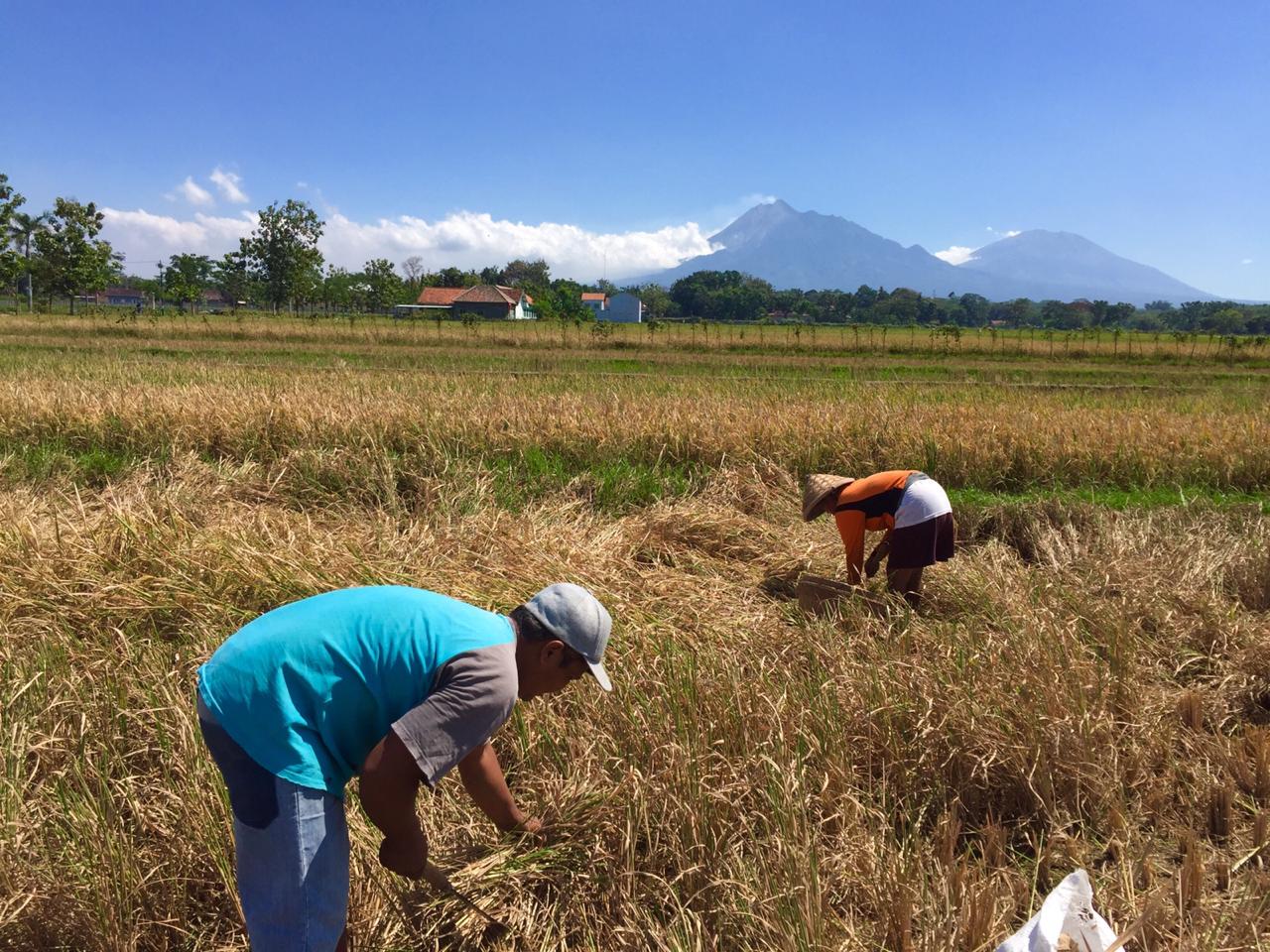Antisipasi Erupsi Merapi