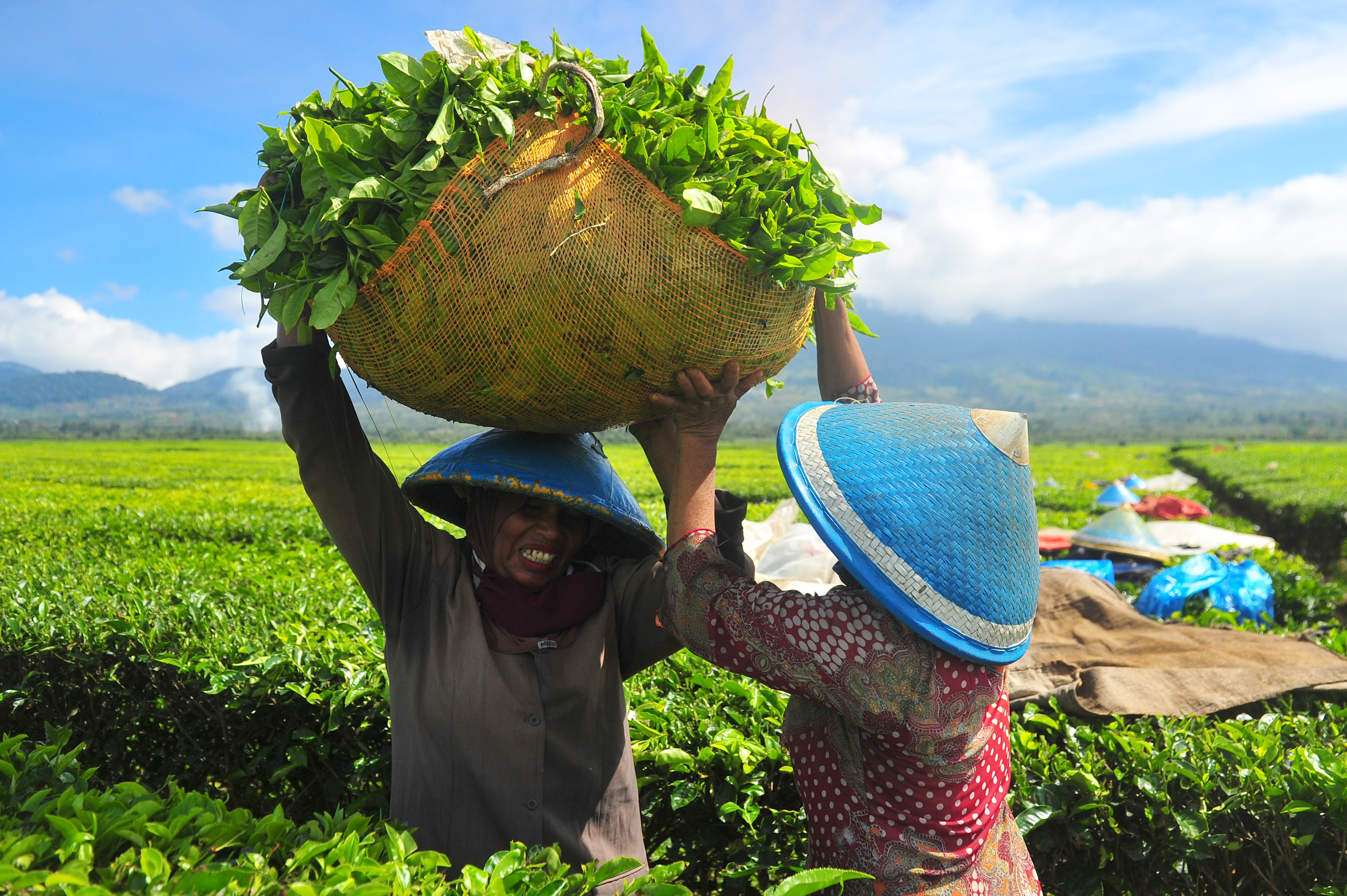 Produksi Teh Nasional
