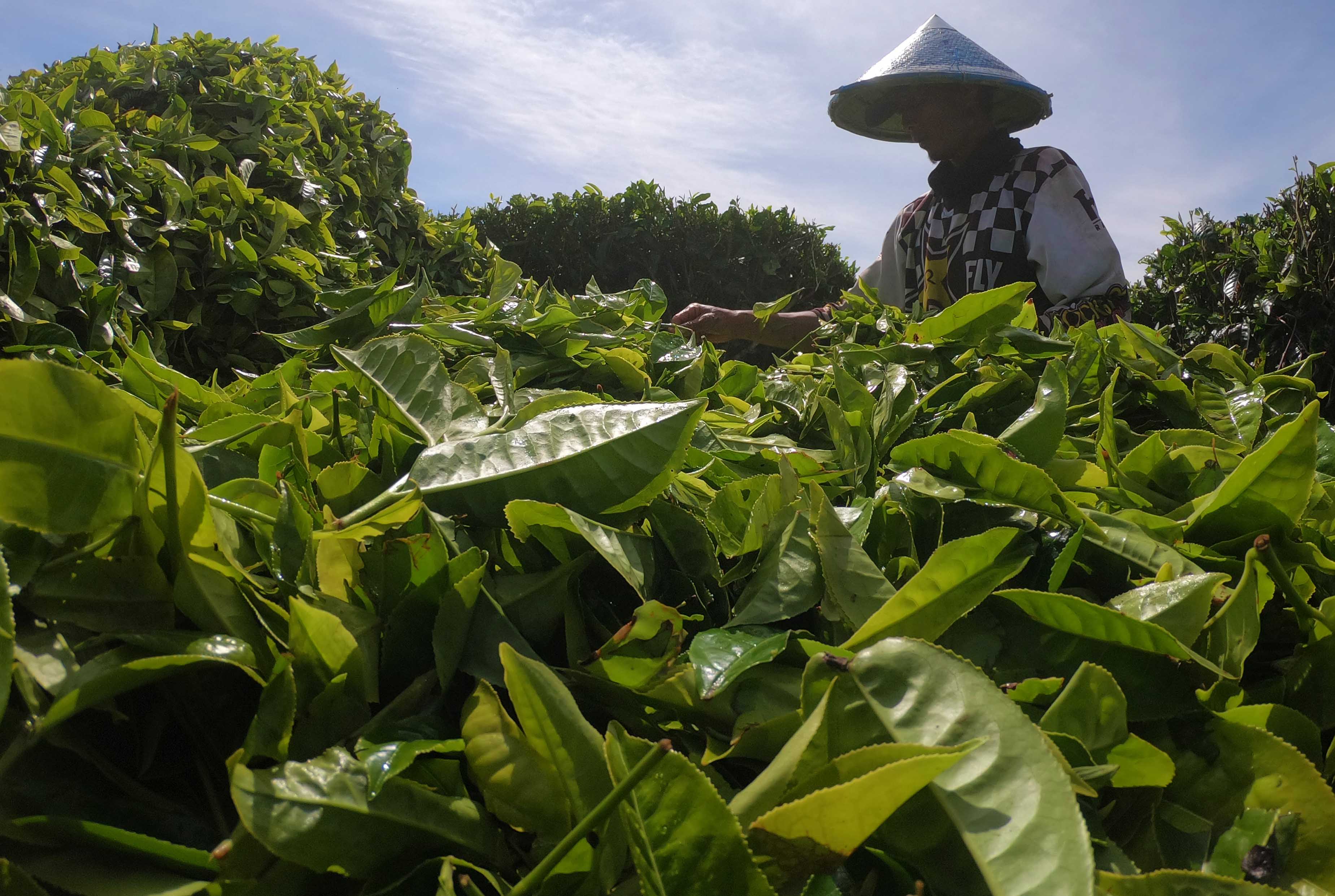 Produksi Teh Nasional