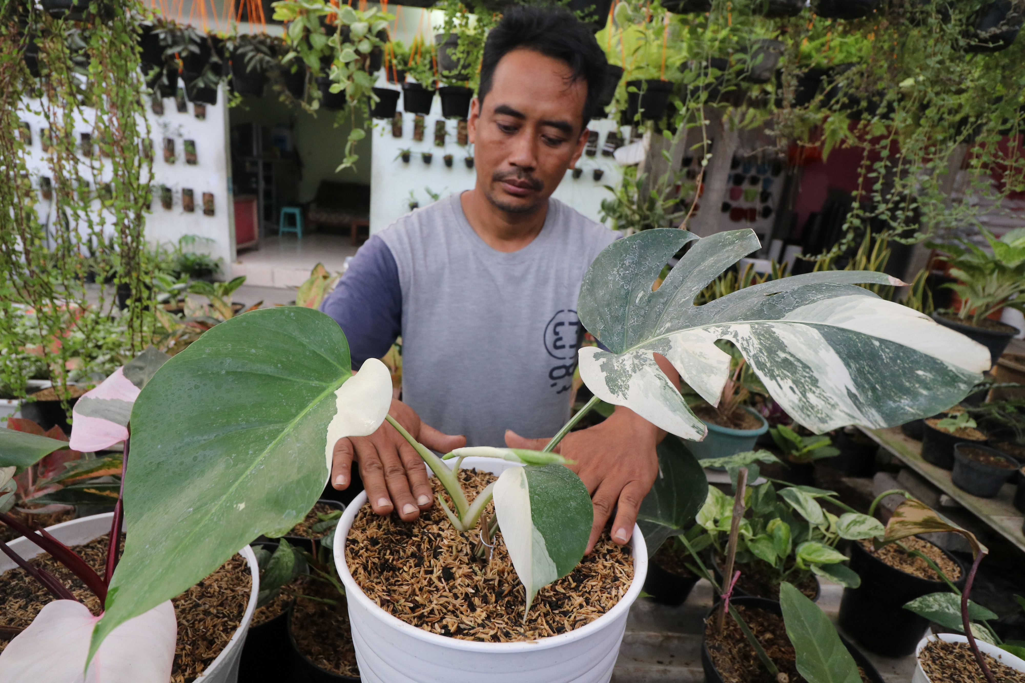 Harga Tanaman Hias Philodendron Melambung