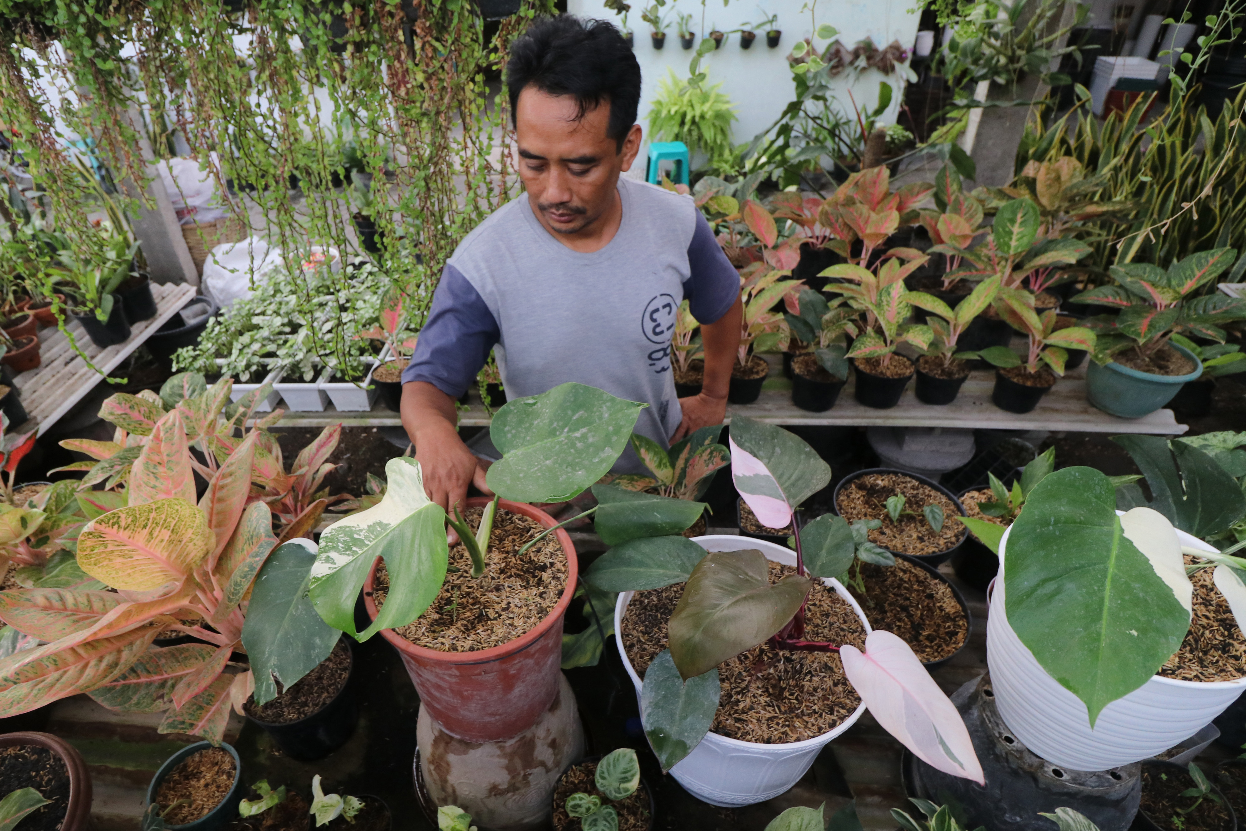 Harga Tanaman Hias Philodendron Melambung