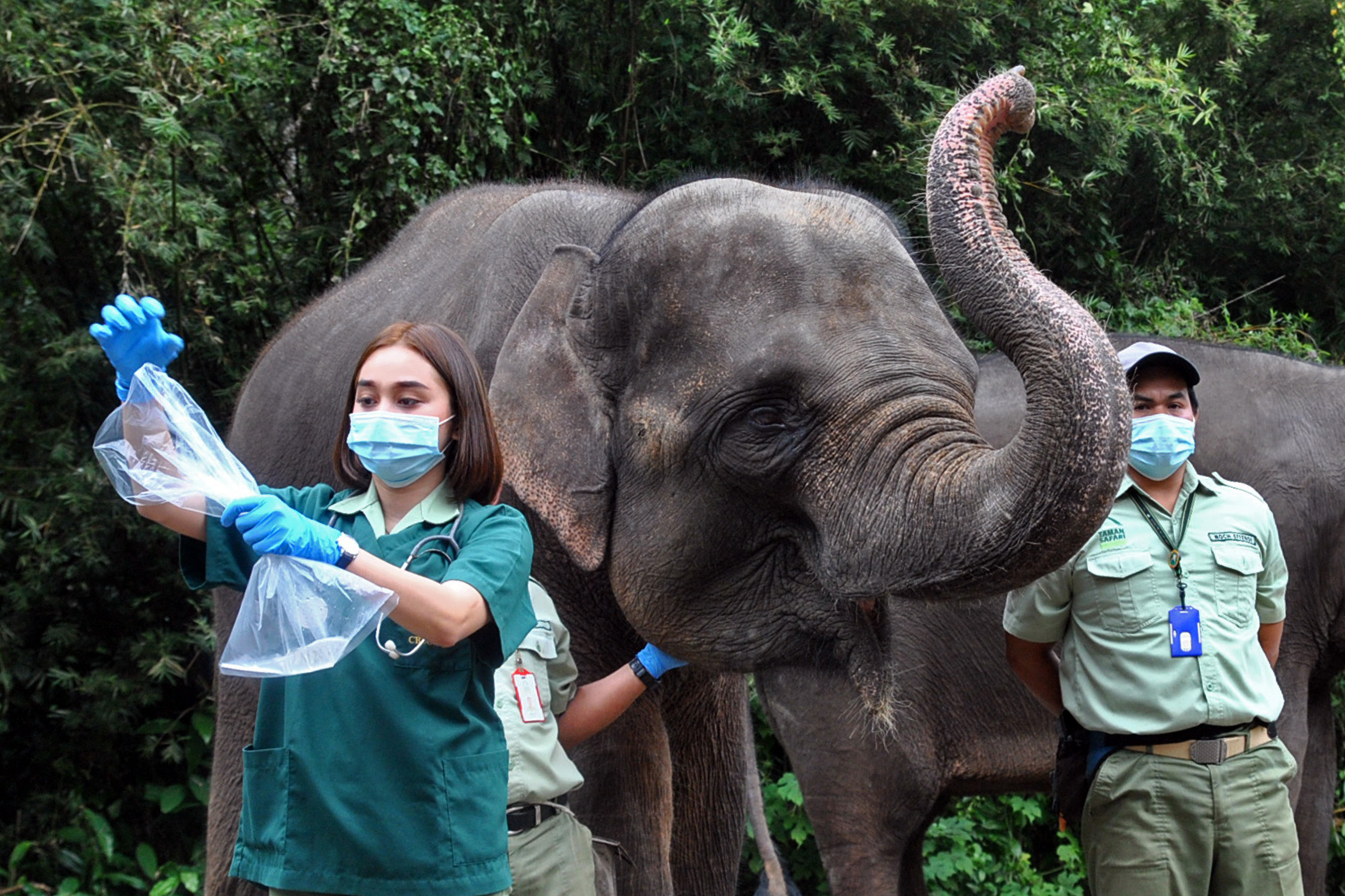 Pemeriksaan Kesehatan Gajah Sumatra