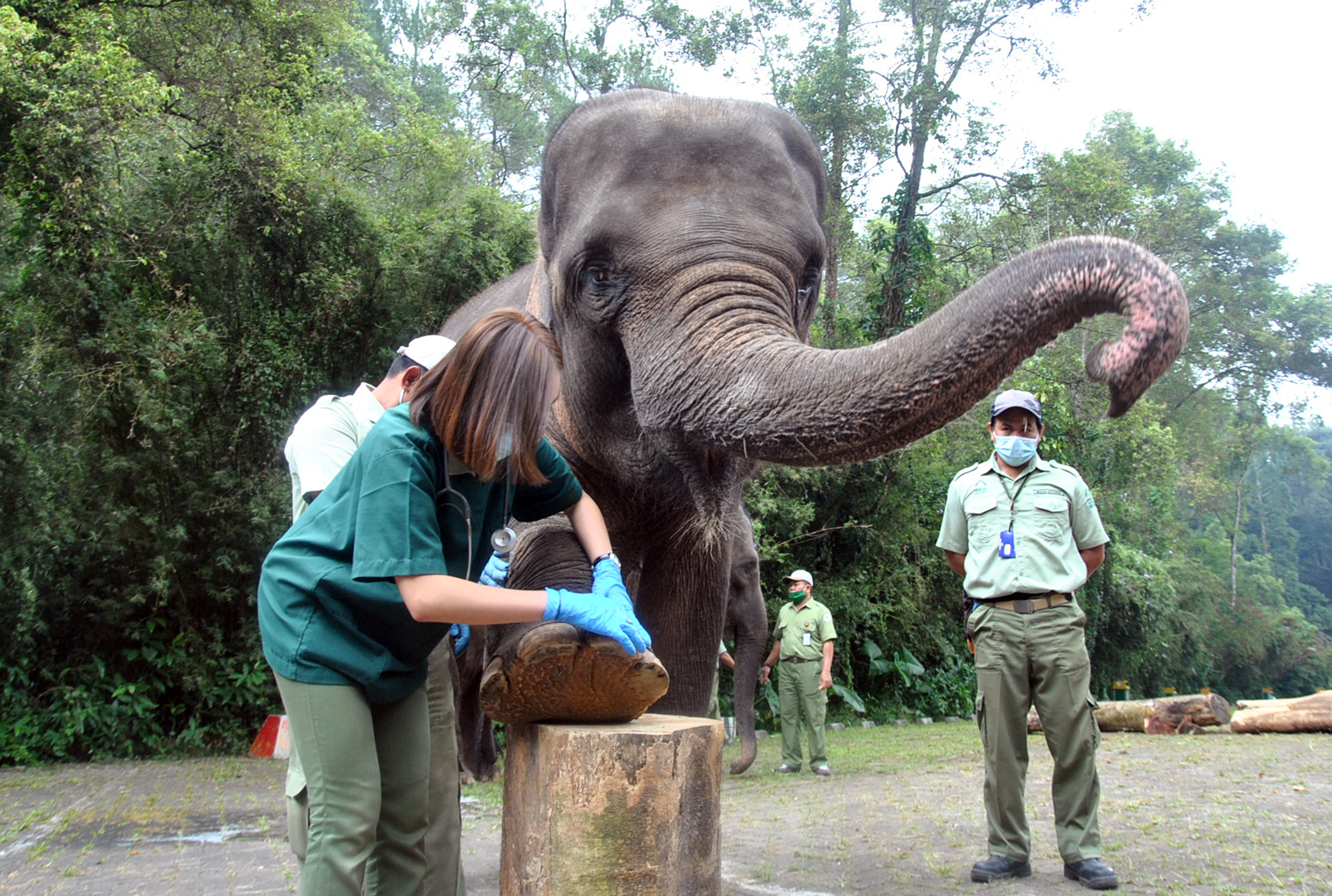 Pemeriksaan Kesehatan Gajah Sumatra