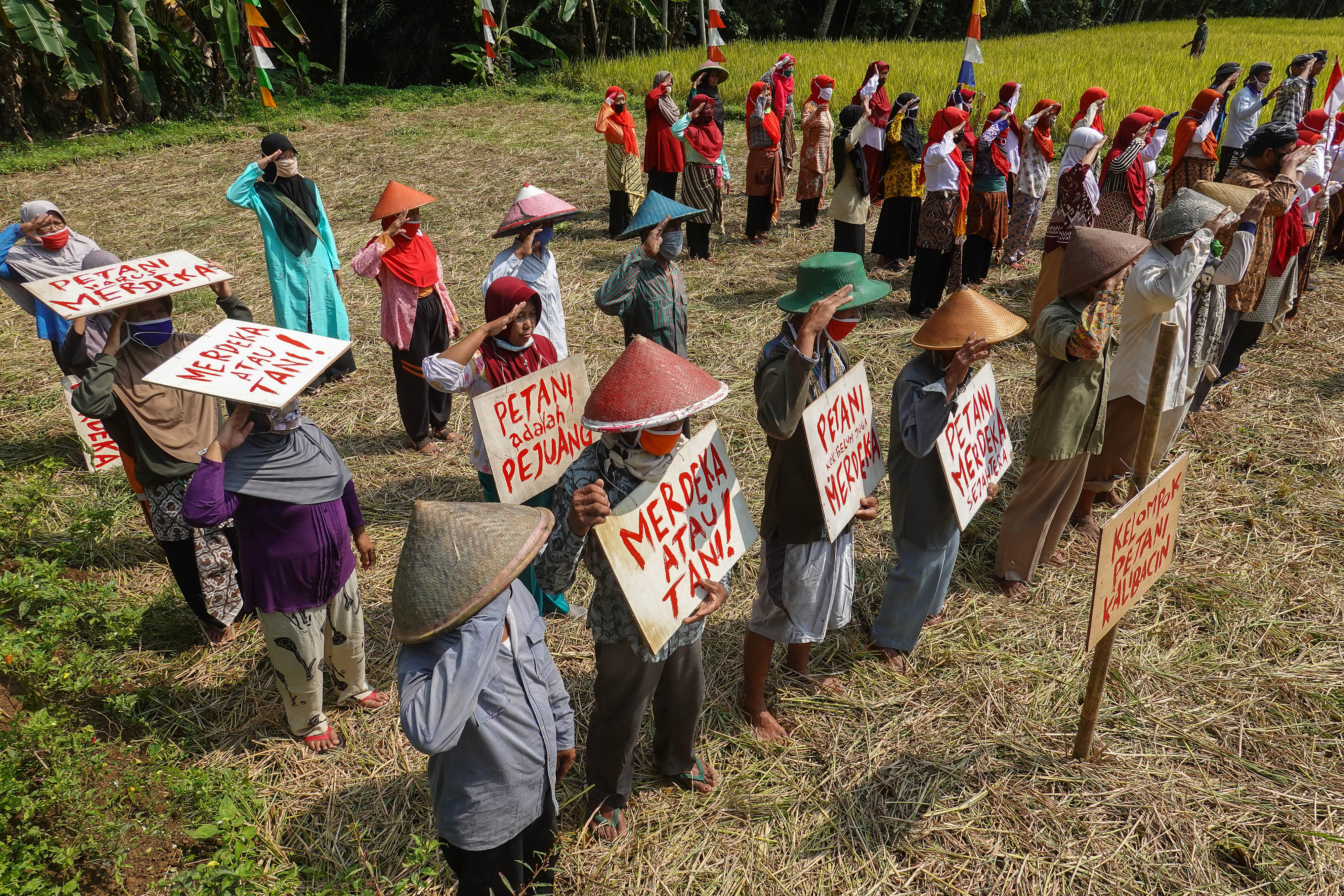 Petani Banyumas Upacara HUT Ke-75 RI di Sawah