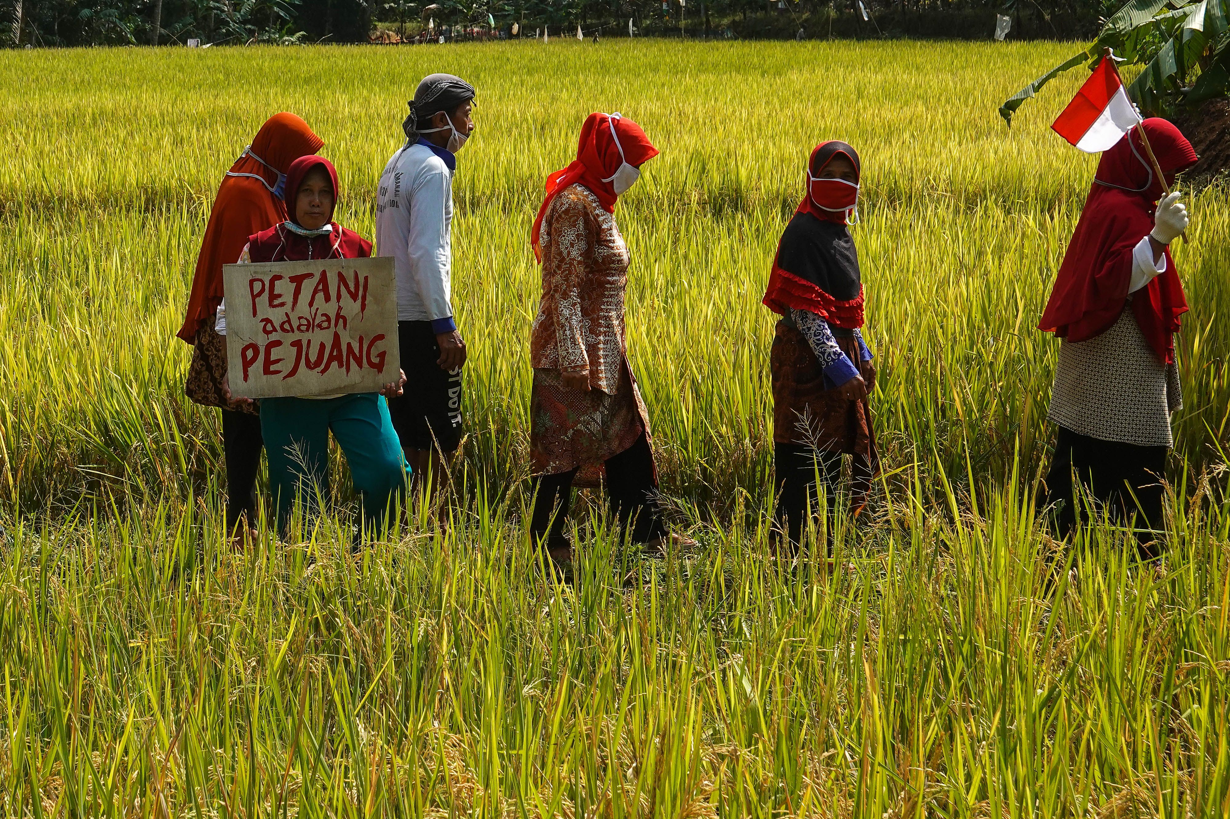 Petani Banyumas Upacara HUT Ke-75 RI di Sawah