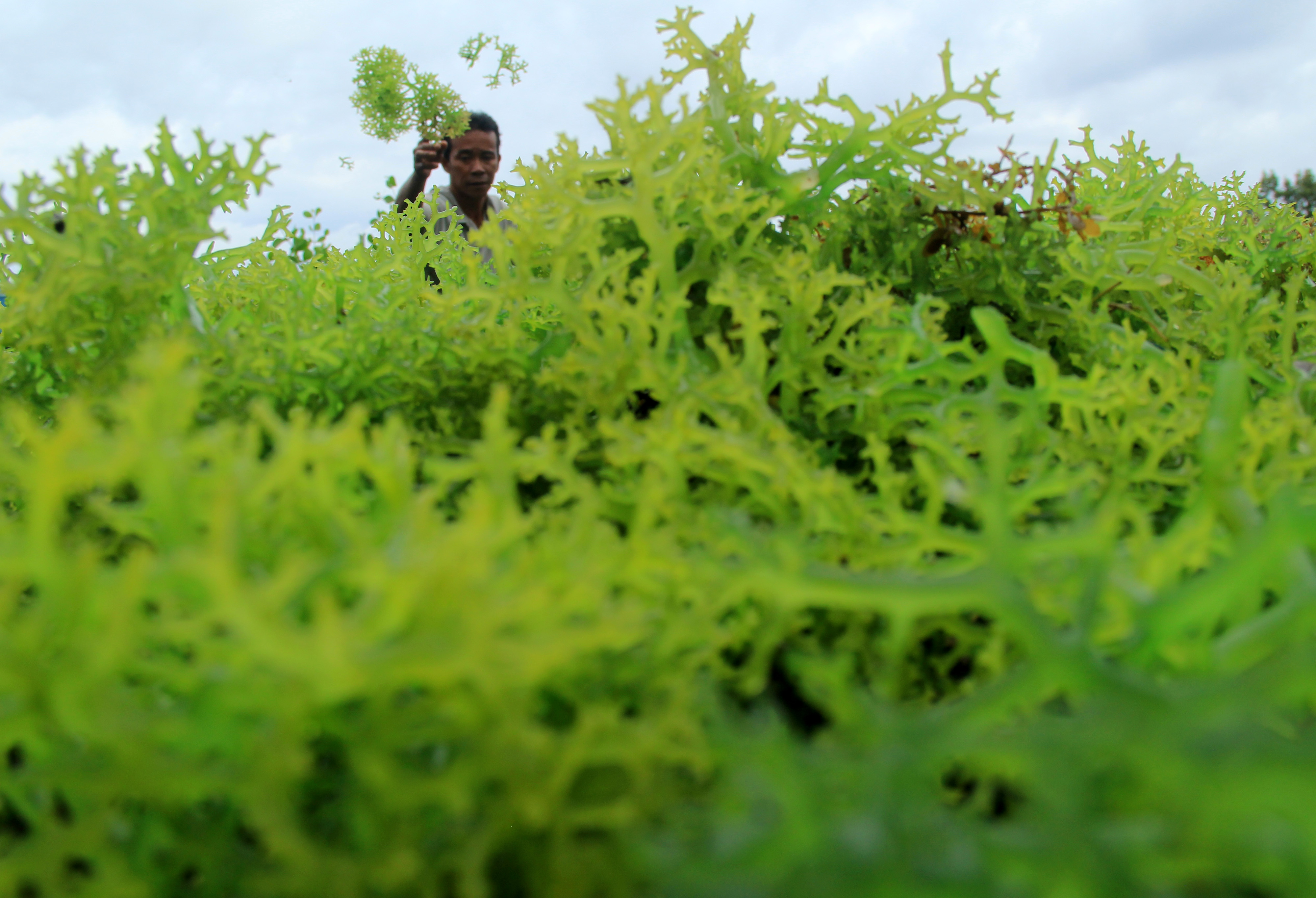 Pamdemi Covid-19 Harga Rumput Laut Turun 