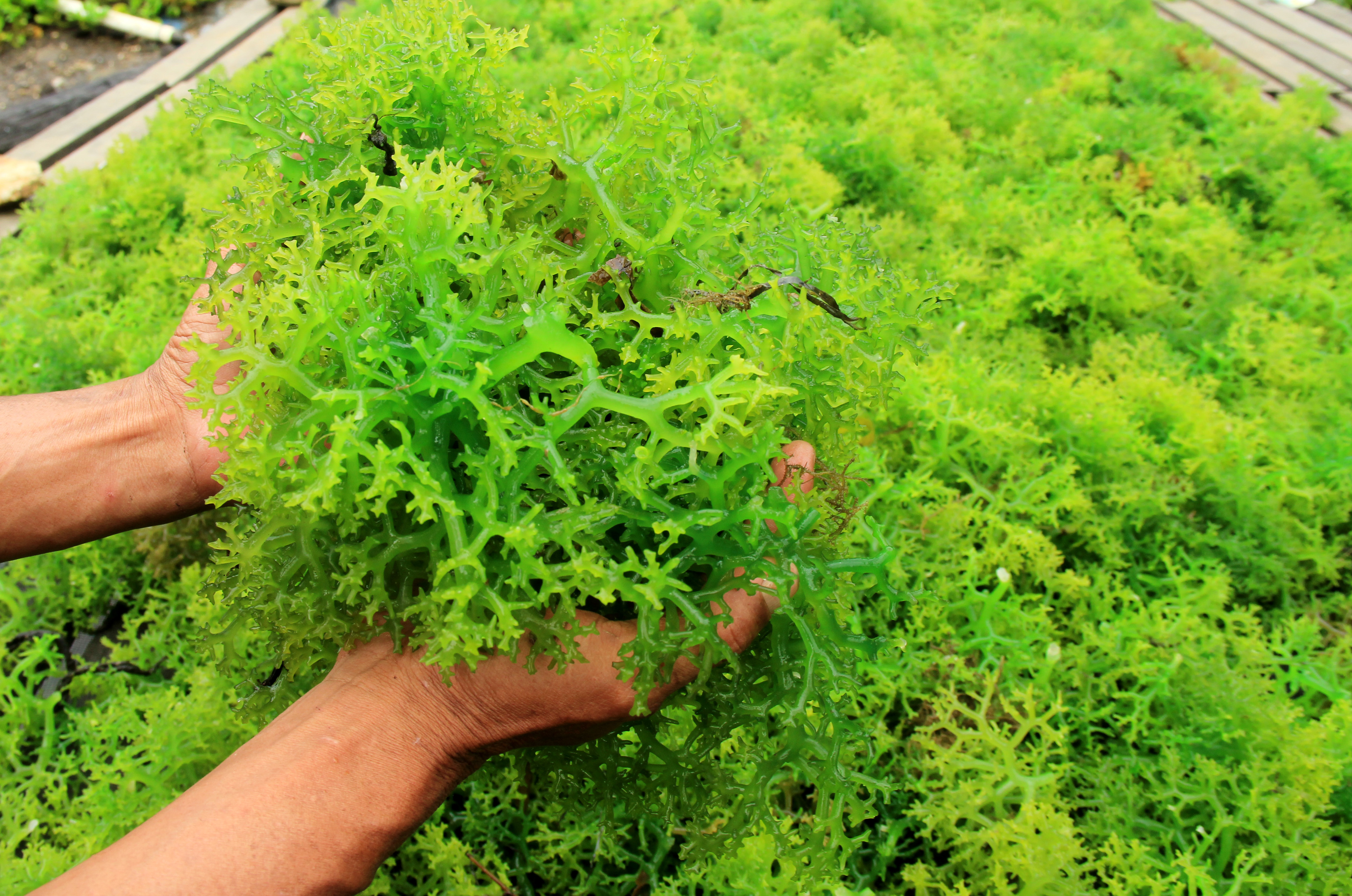 Pamdemi Covid-19 Harga Rumput Laut Turun 