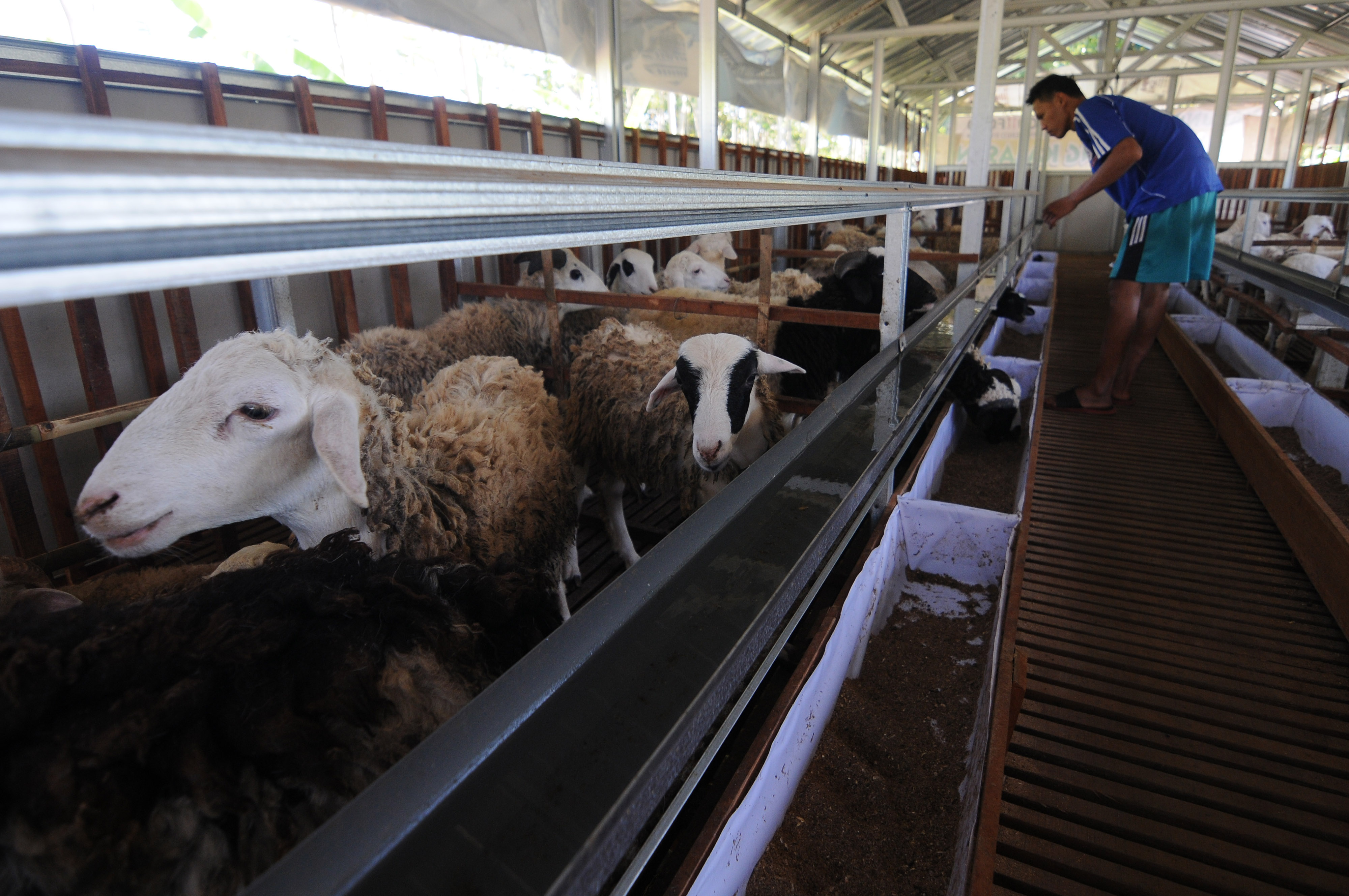 Kandang Modern untuk Ternak Kambing