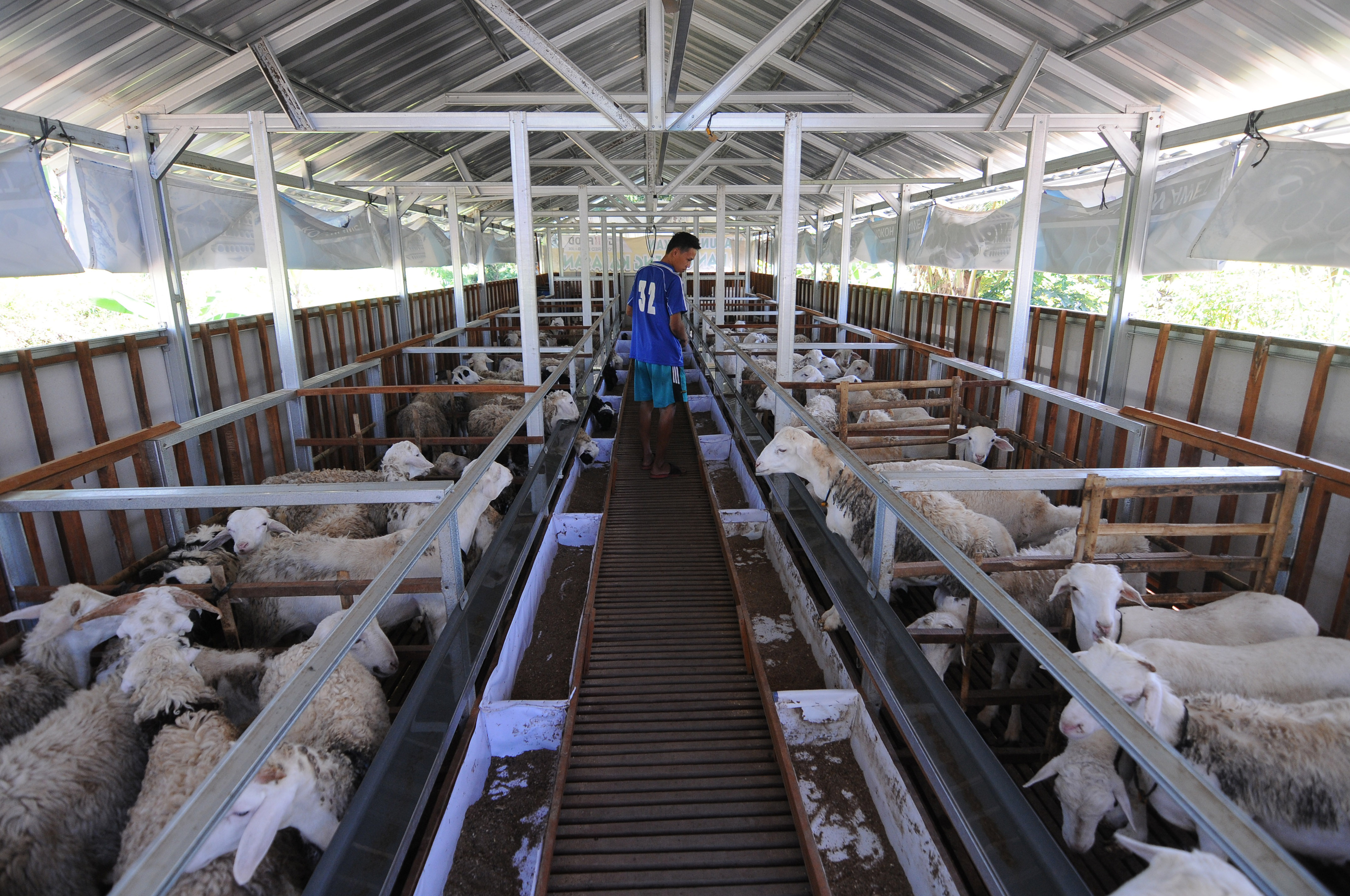 Kandang Modern untuk Ternak Kambing