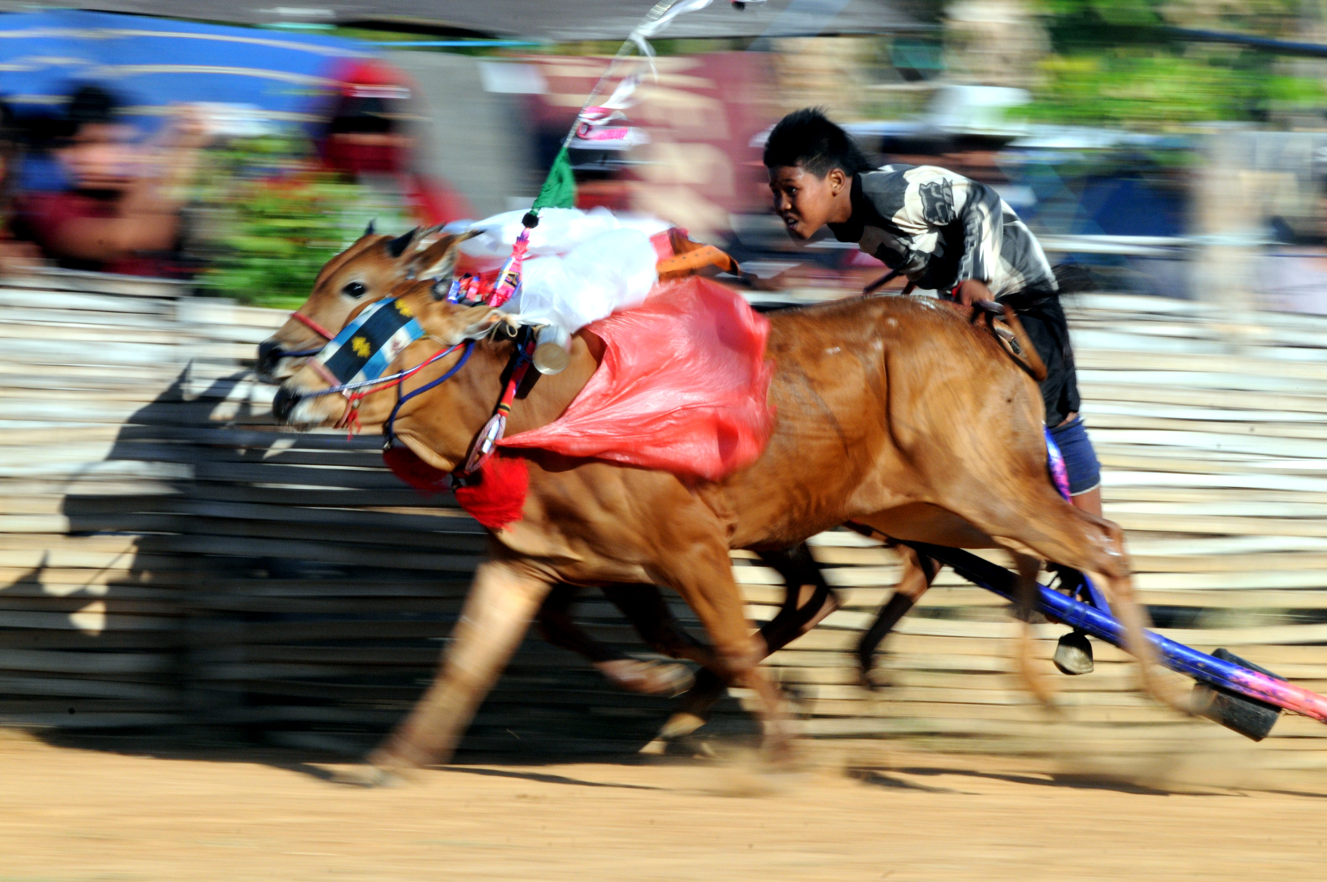 Karapan Sapi Jelang Piala Presiden
