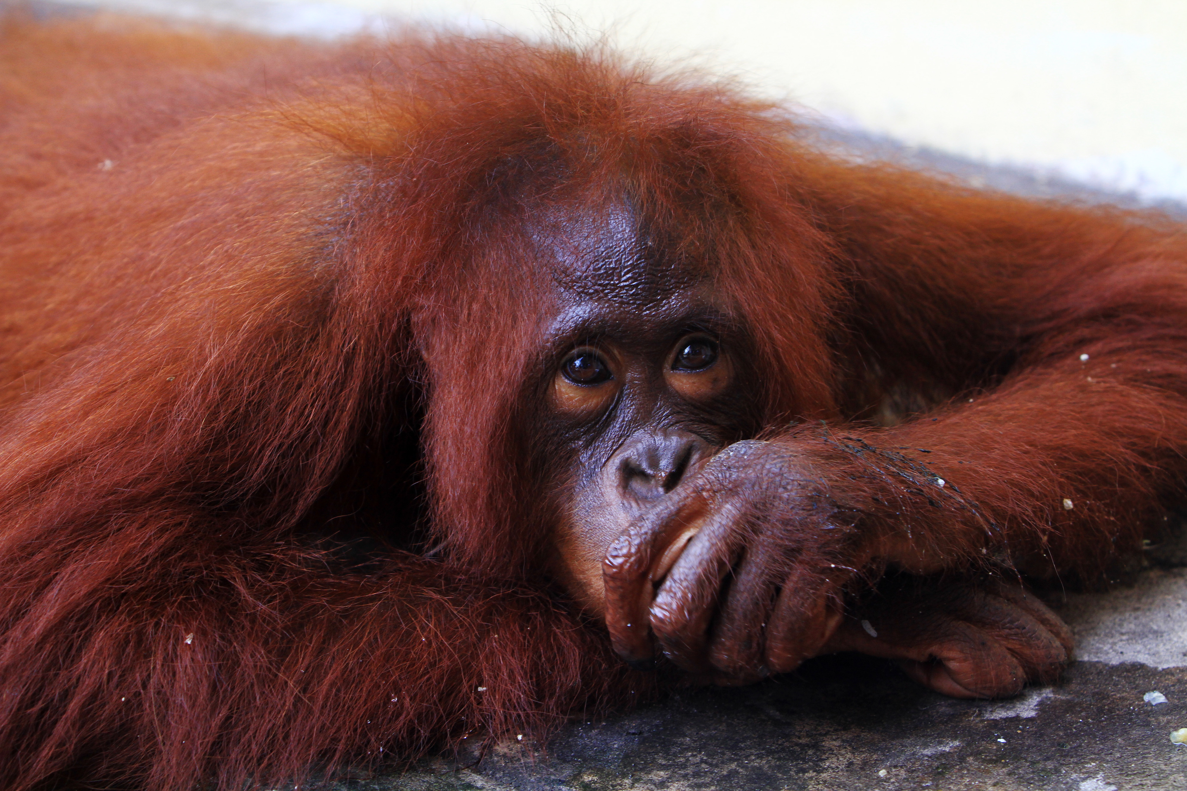 Evakuasi Orangutan Peliharaan