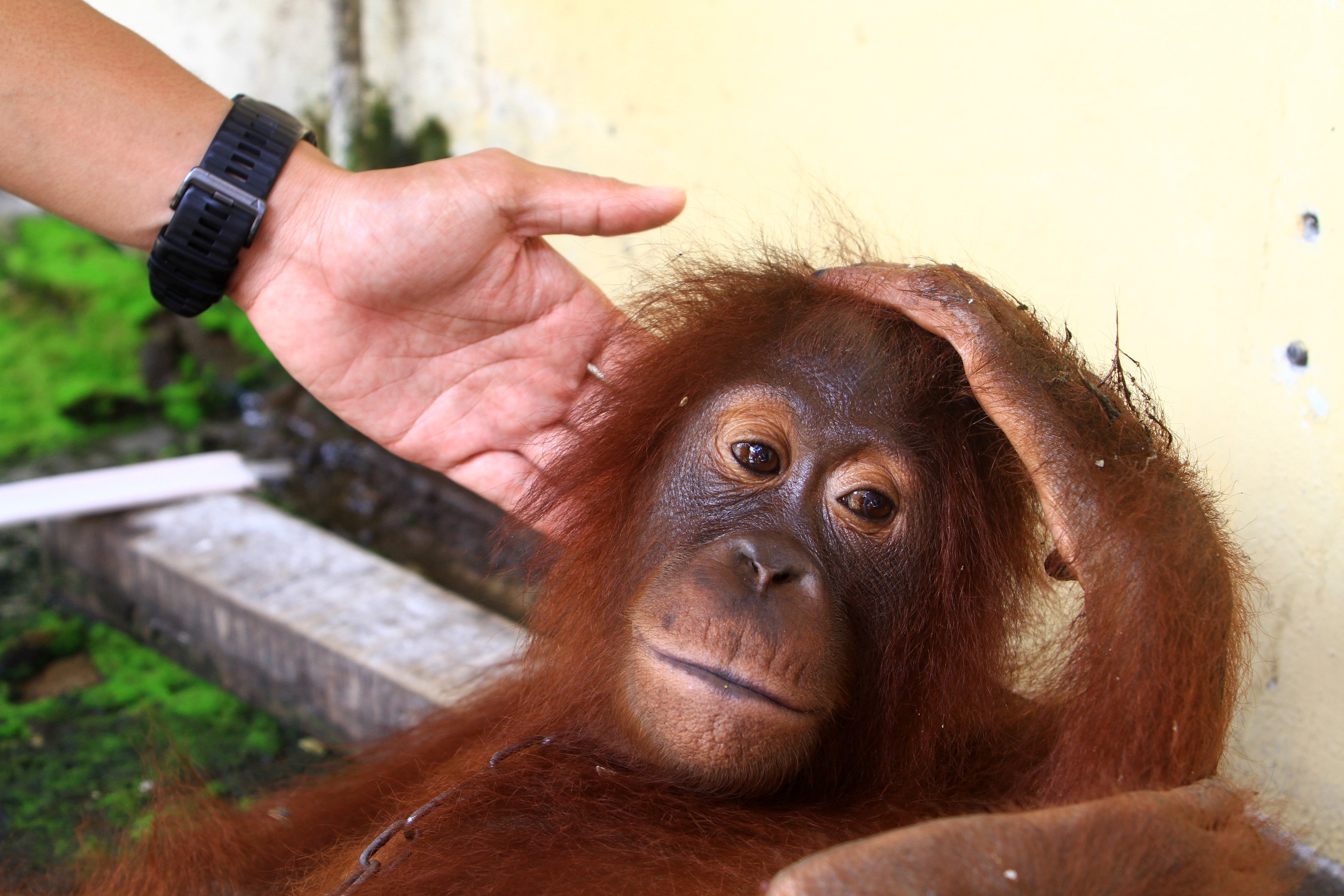 Evakuasi Orangutan Peliharaan