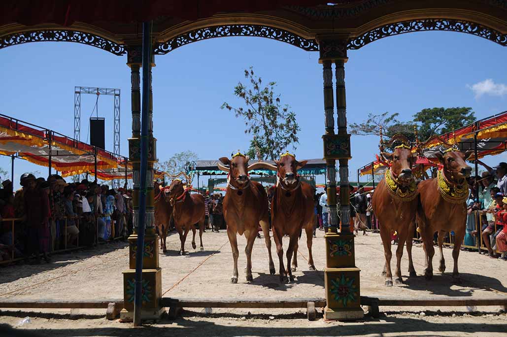 Kontes Sapi Sonok di Pamekasan