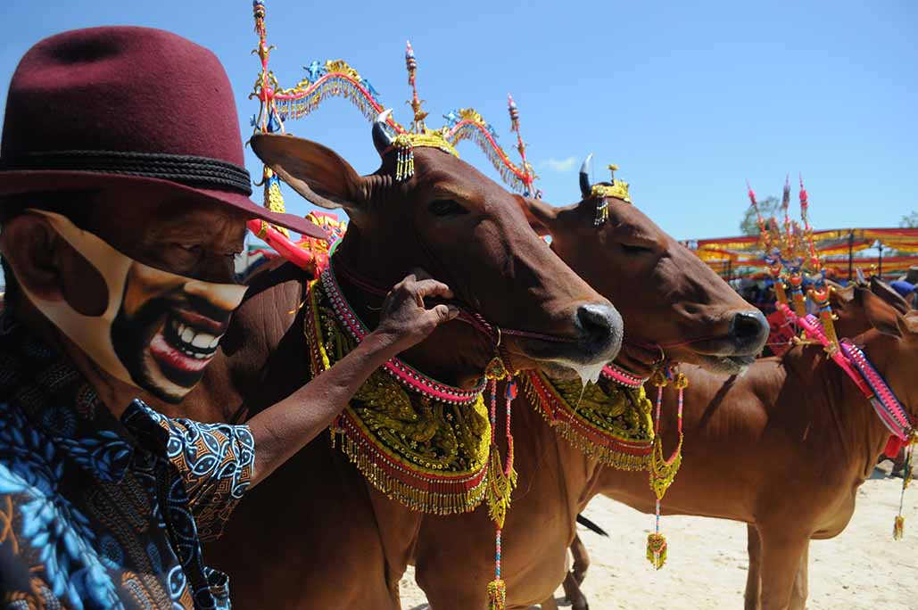 Kontes Sapi Sonok di Pamekasan