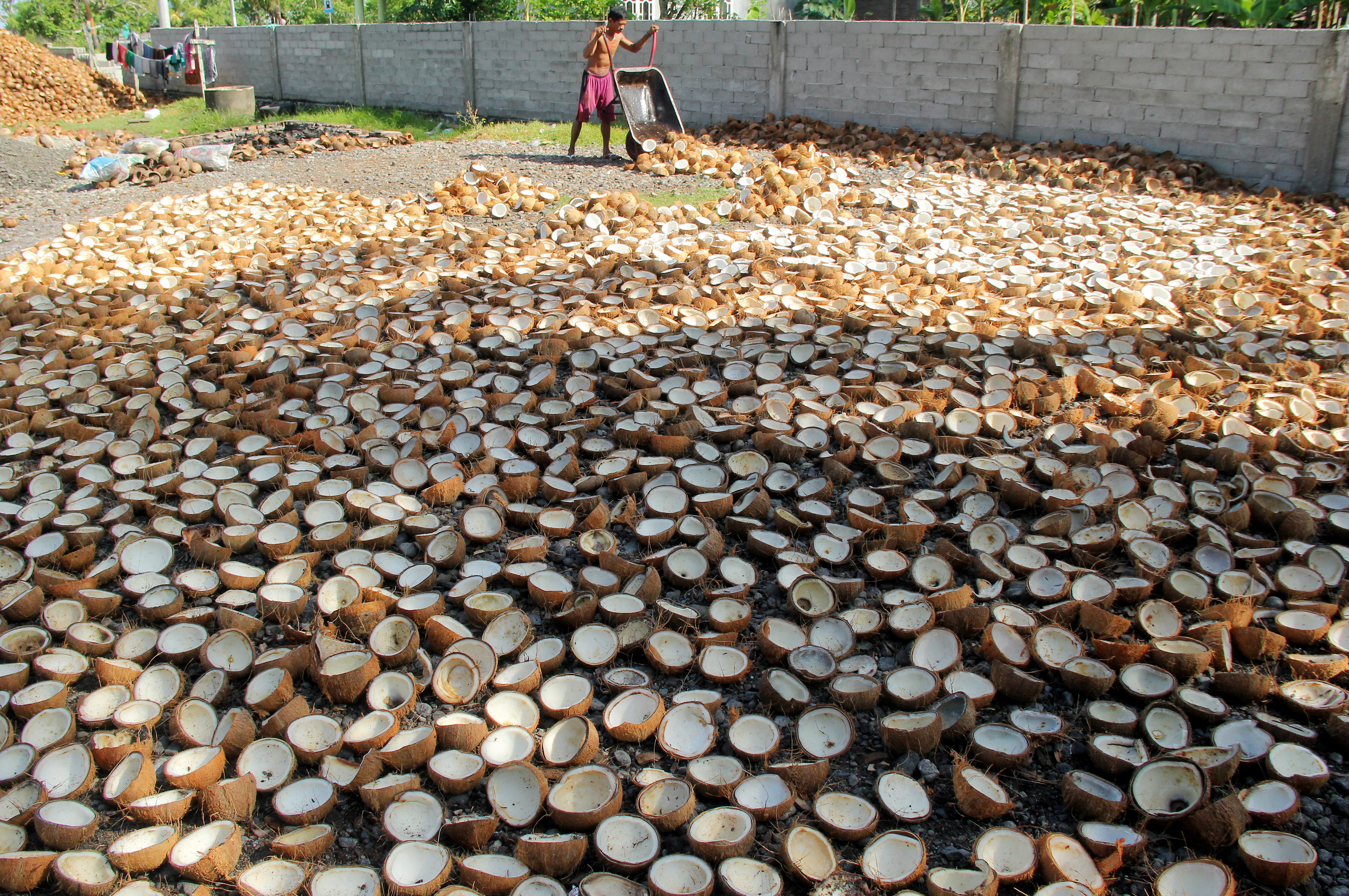 Pengolahan Kelapa Menjadi Kopra