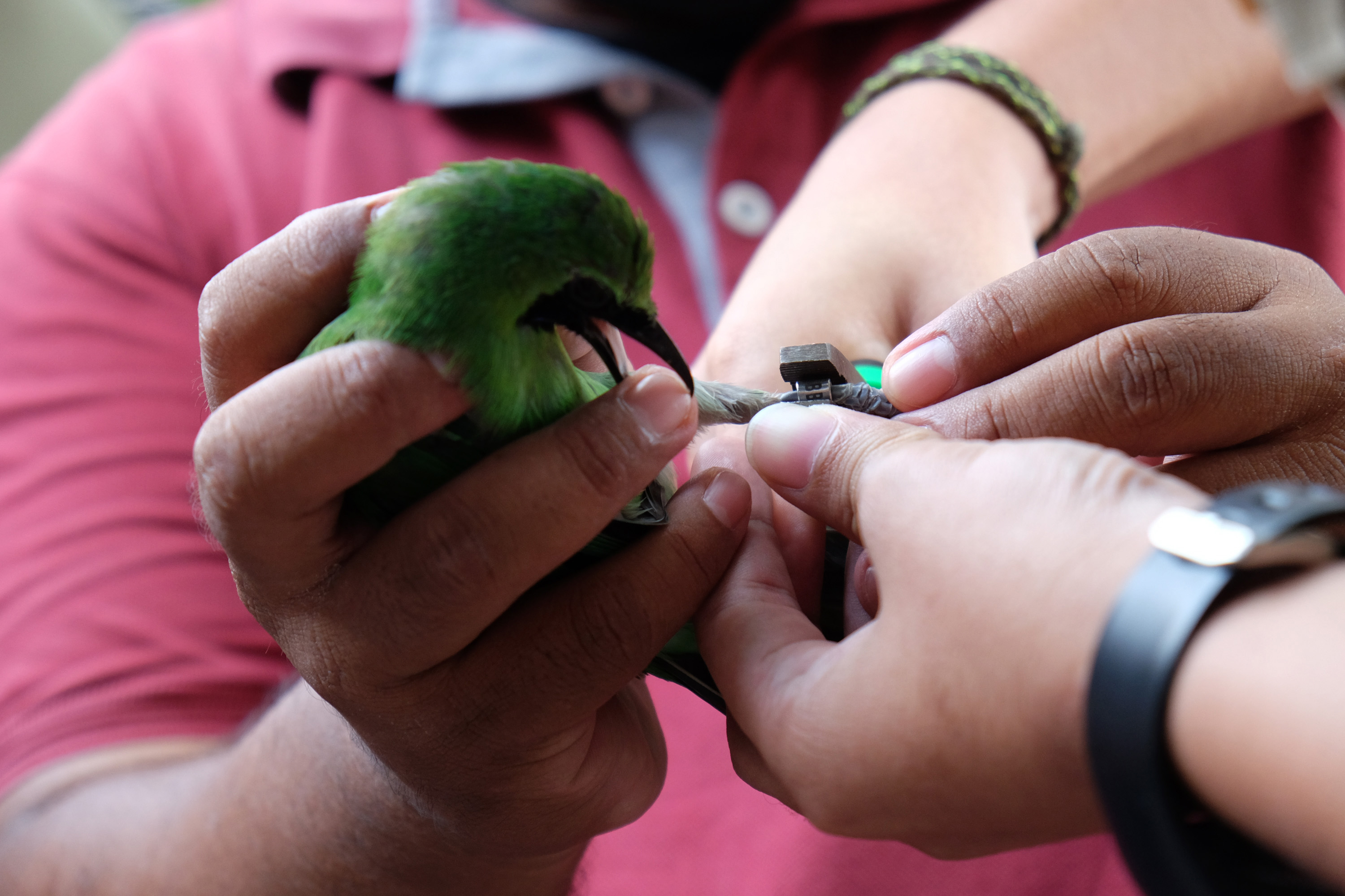 Pendataan Satwa Dilindungi di Medan