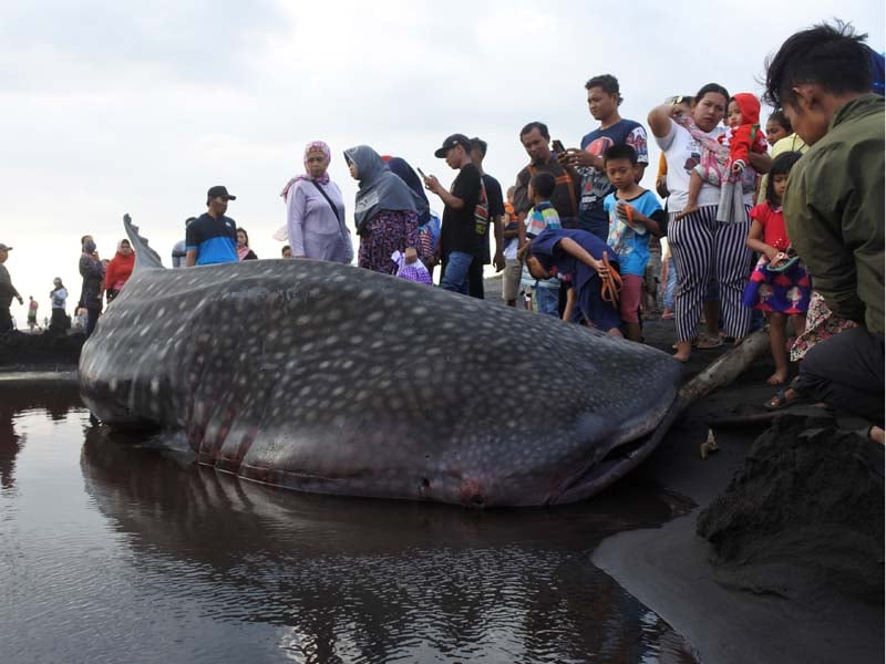 Hiu Paus Terdampar Di Jember