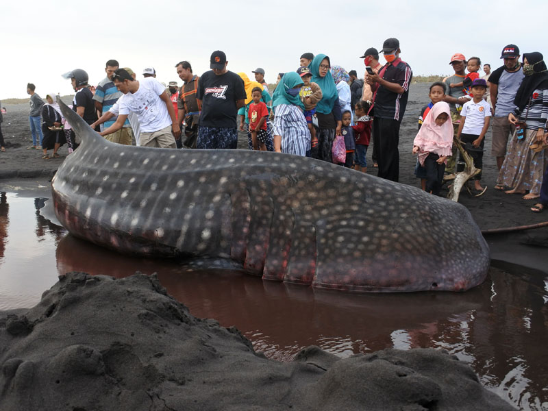Hiu Paus Terdampar Di Jember