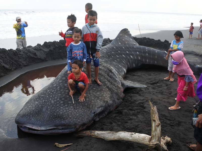 Hiu Paus Terdampar Di Jember