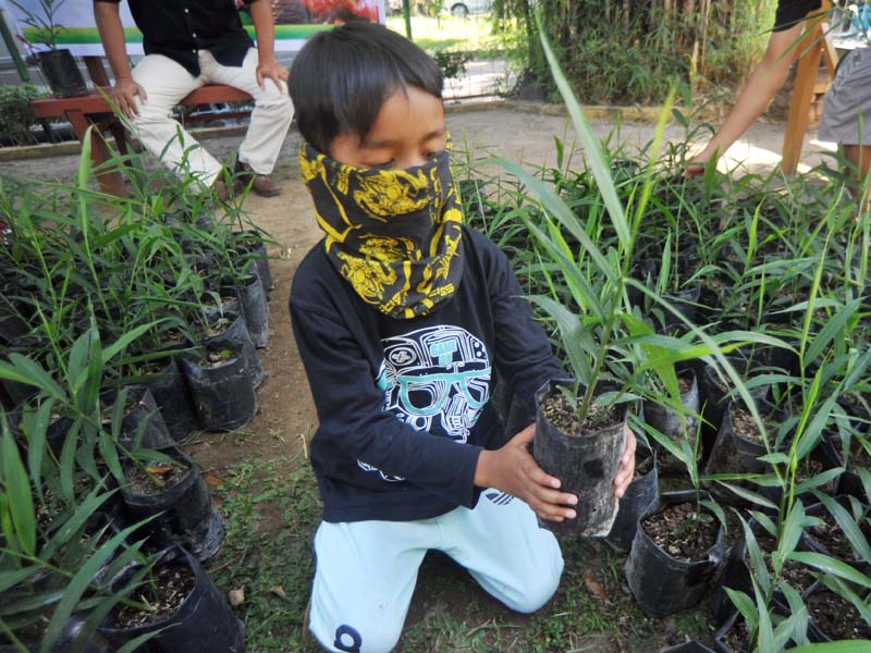 Pembagian Bibit Jahe Merah