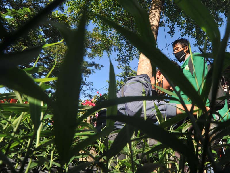 Pembagian Bibit Jahe Merah