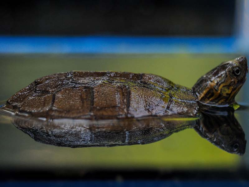 Kelahiran Kura-kura Ceper di Kebun Binatang Bandung