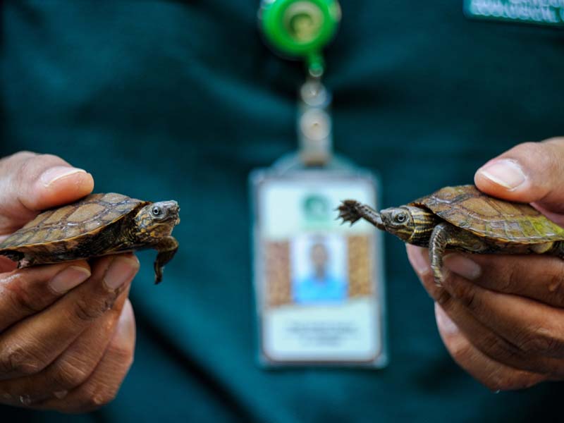 Kelahiran Kura-kura Ceper di Kebun Binatang Bandung