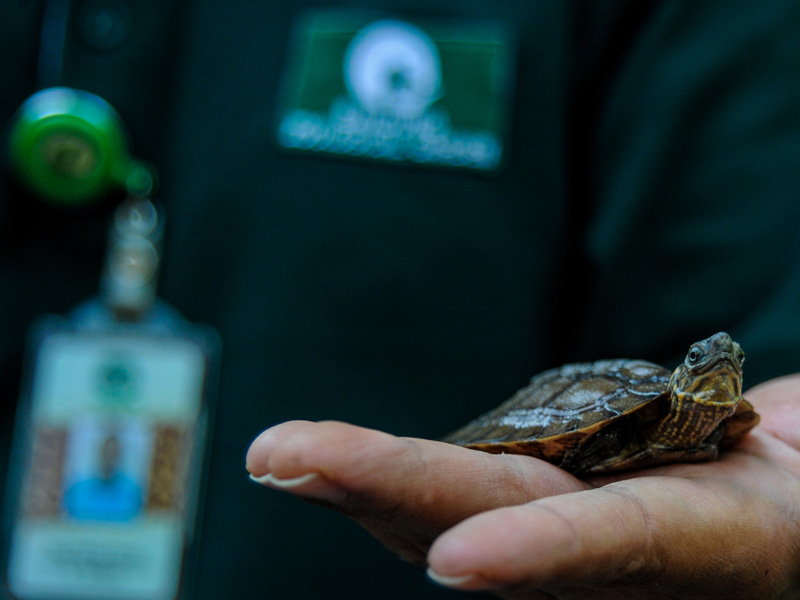 Kelahiran Kura-kura Ceper di Kebun Binatang Bandung