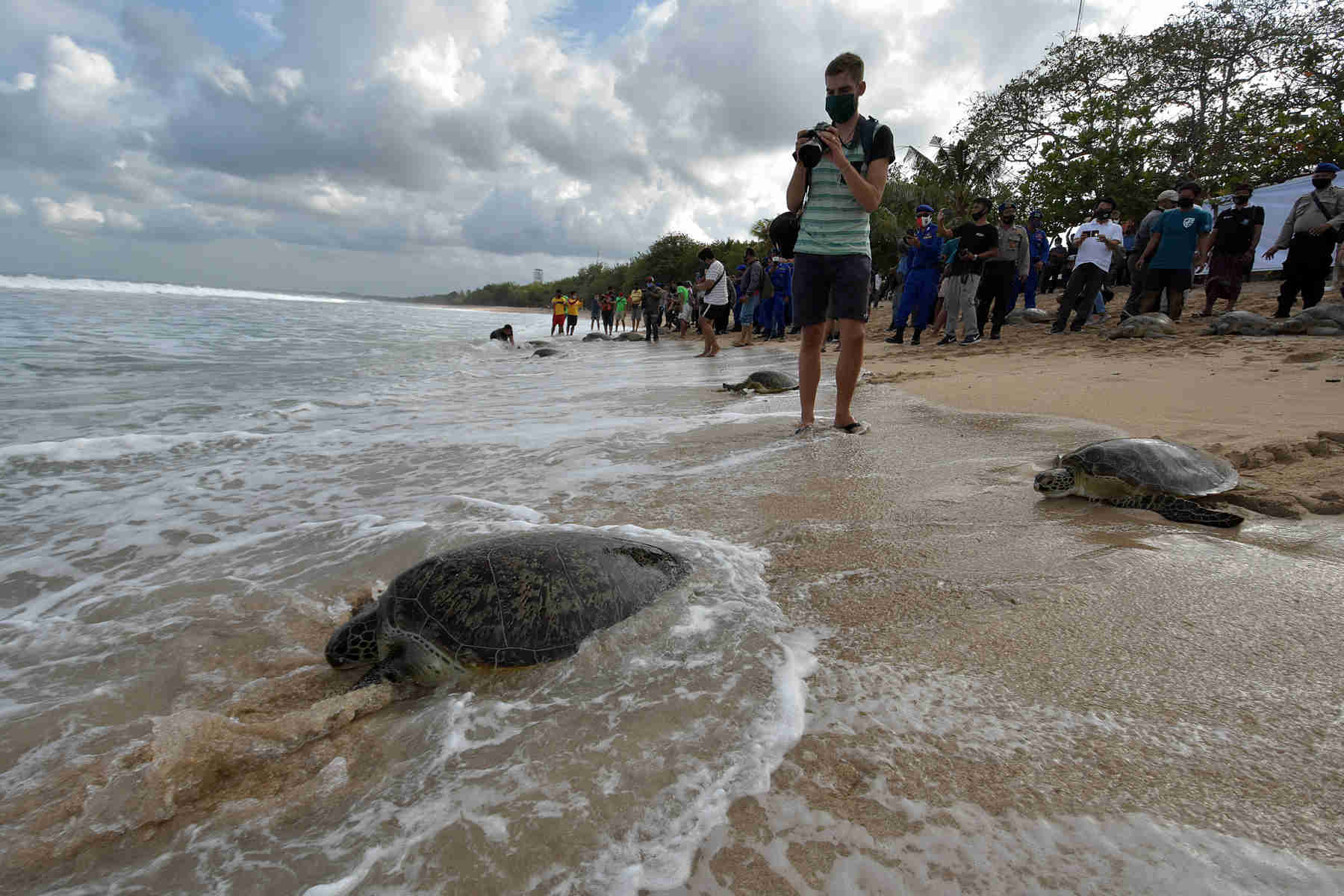 Pelepasliaran Penyu Sitaan di Pantai Kuta 