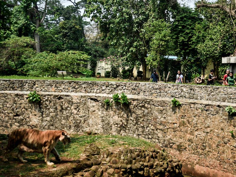 Taman Margasatwa Ragunan Sepi Pengunjung di Hari Libur Idul Adha