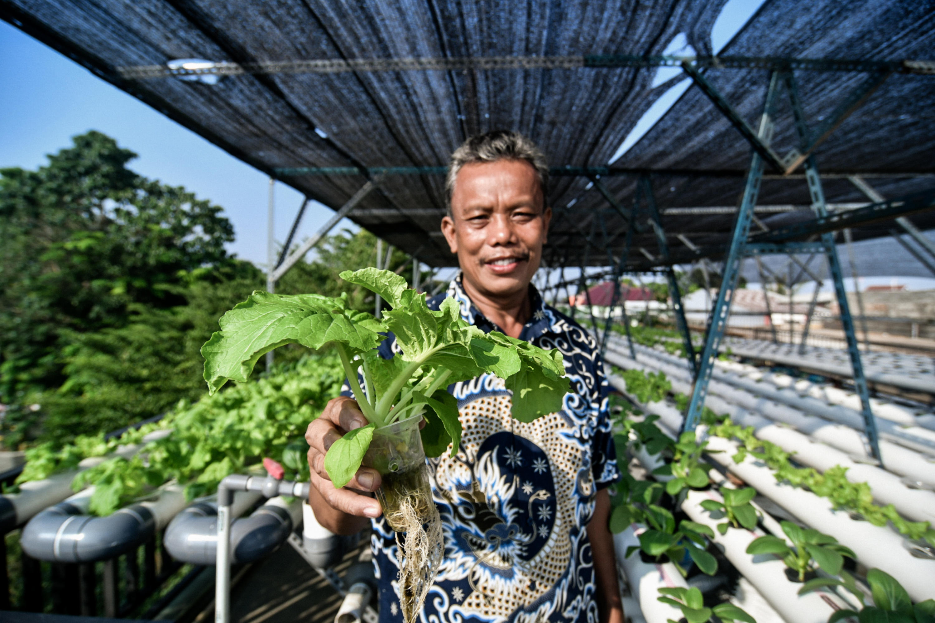 Tanaman Hidroponik  Menjadi Sumber Pangan Mandiri