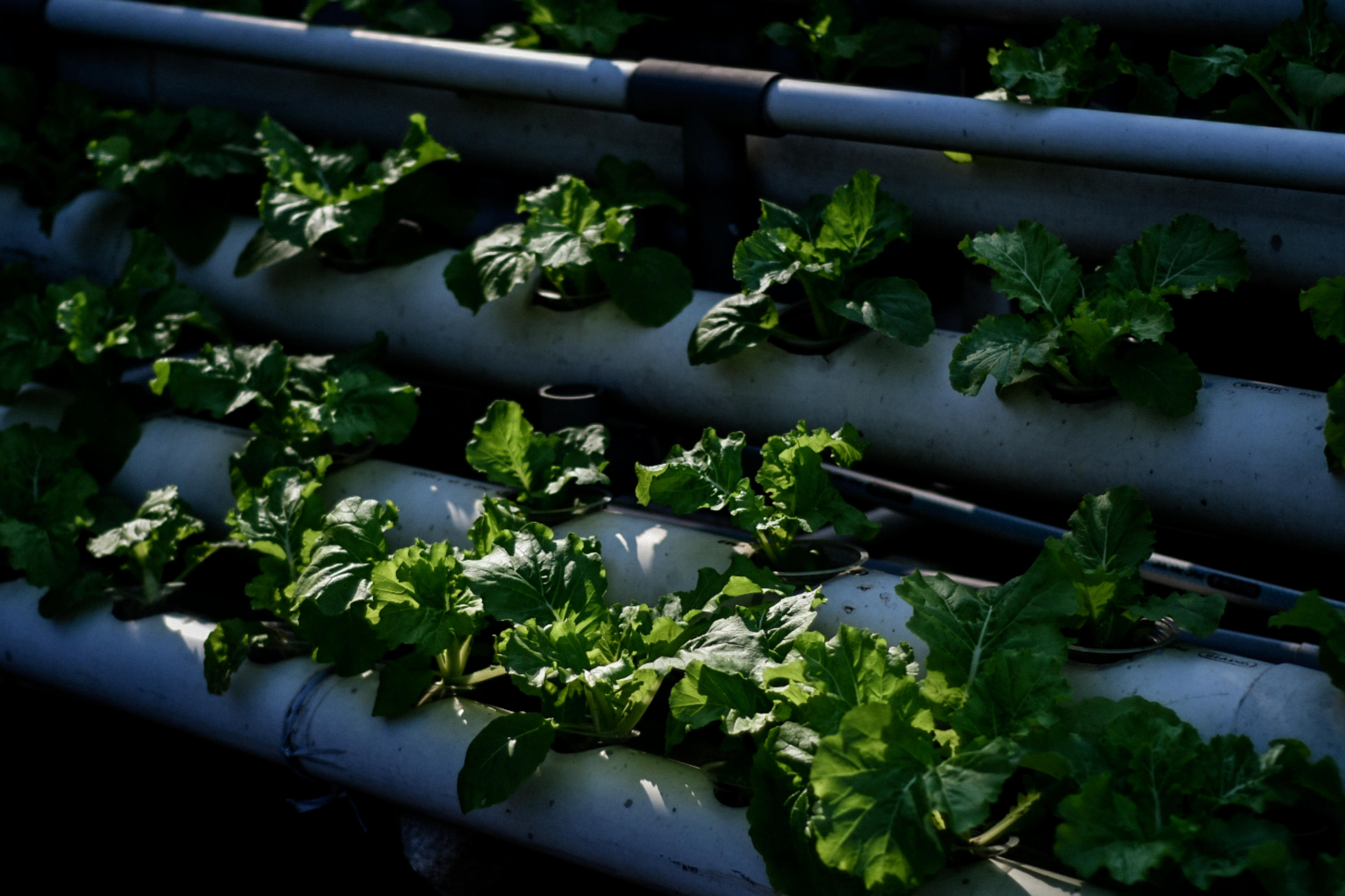 Tanaman Hidroponik  Menjadi Sumber Pangan Mandiri