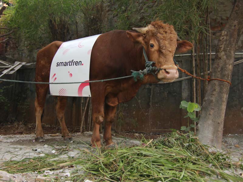 Smartfren Bersama Yayasan Muslim Sinar Mas Serahkan Hewan Kurban 