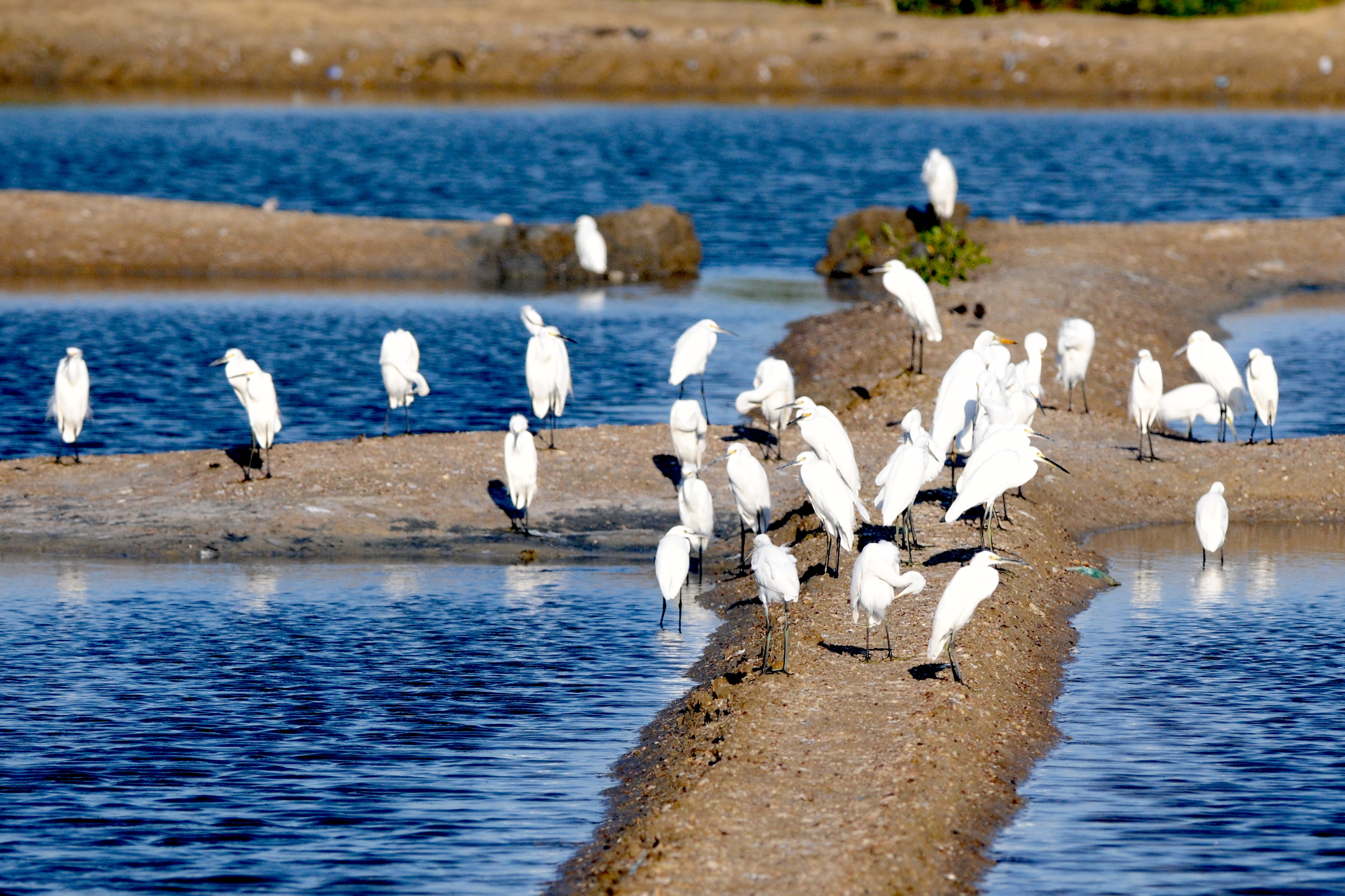Migrasi Burung Kuntul