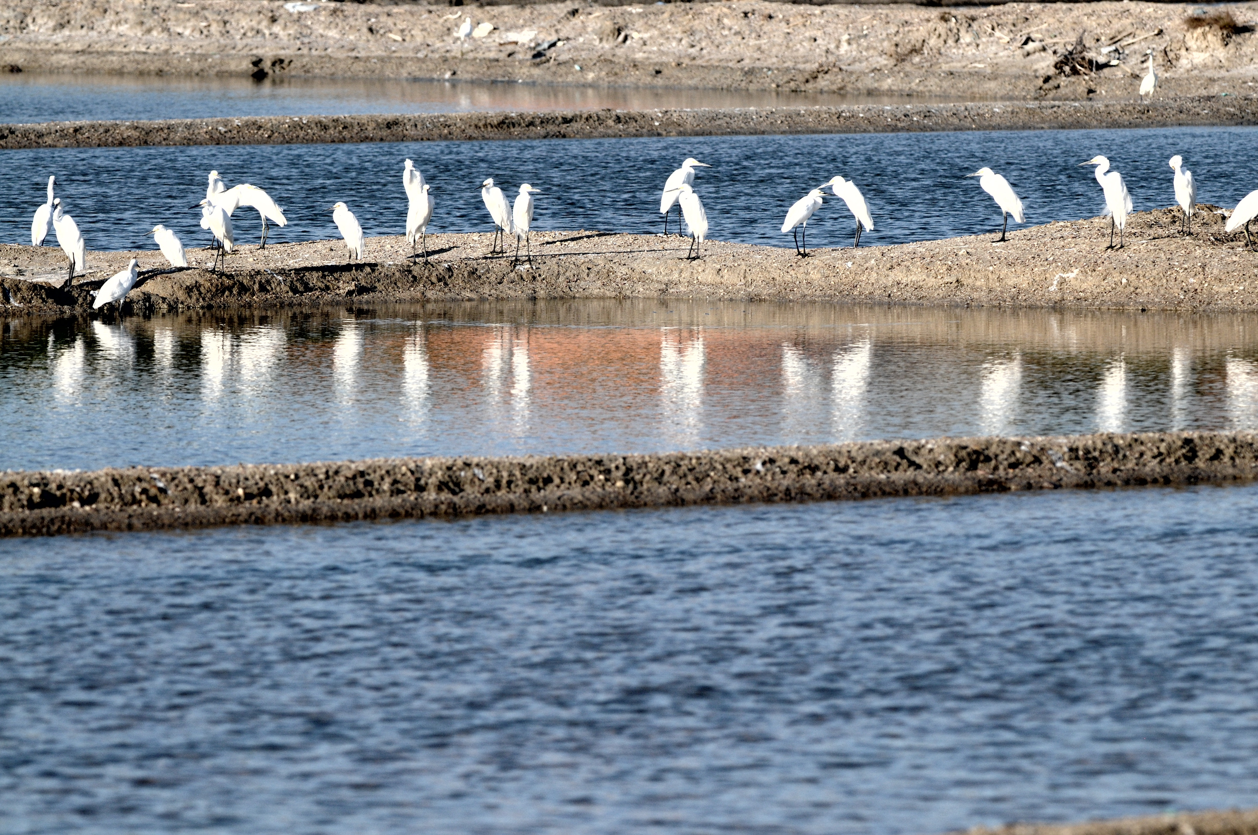 Migrasi Burung Kuntul