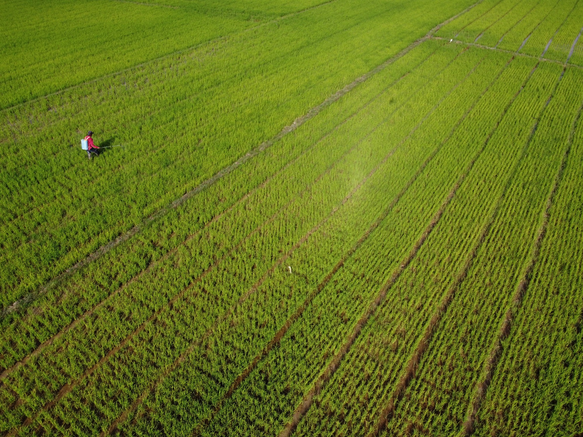 Serapan Beras Petani