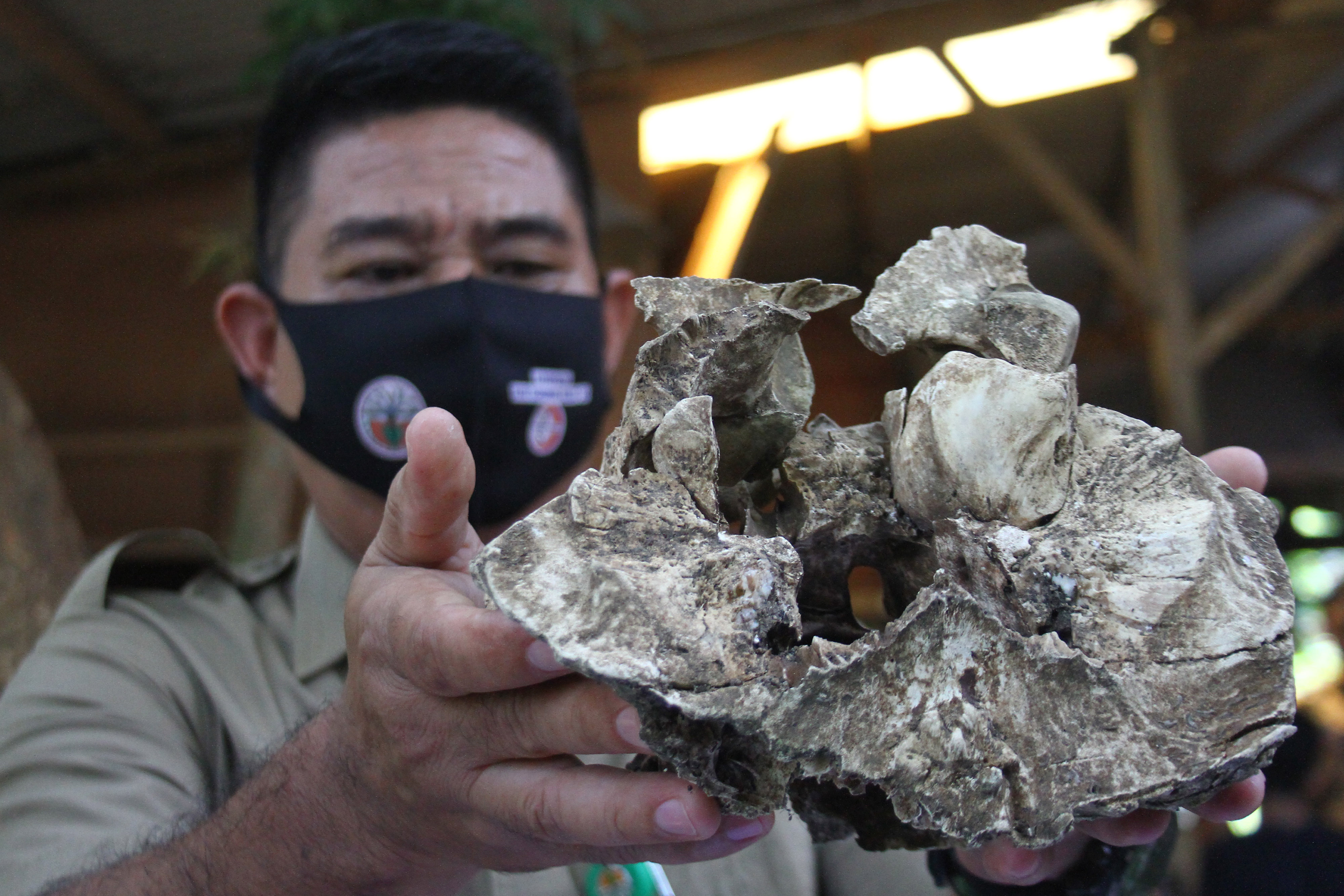 Temuan Tulang Diduga Tengkorak Harimau Jawa