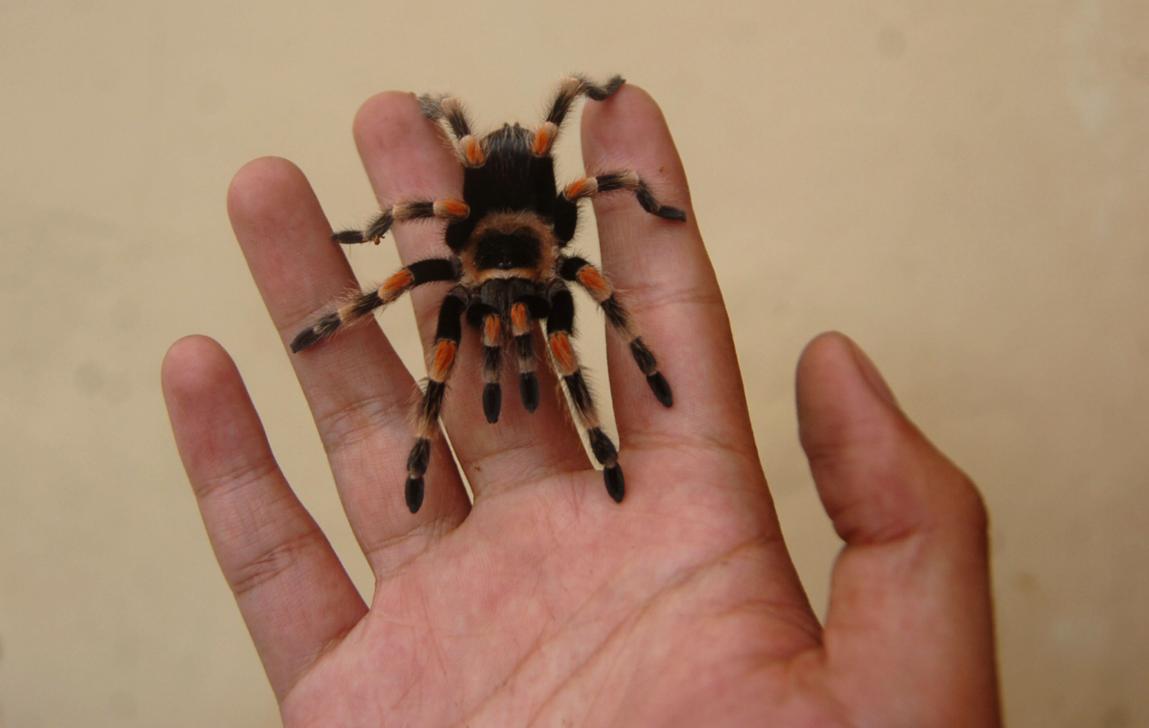 Peternakan Tarantula di Tegal