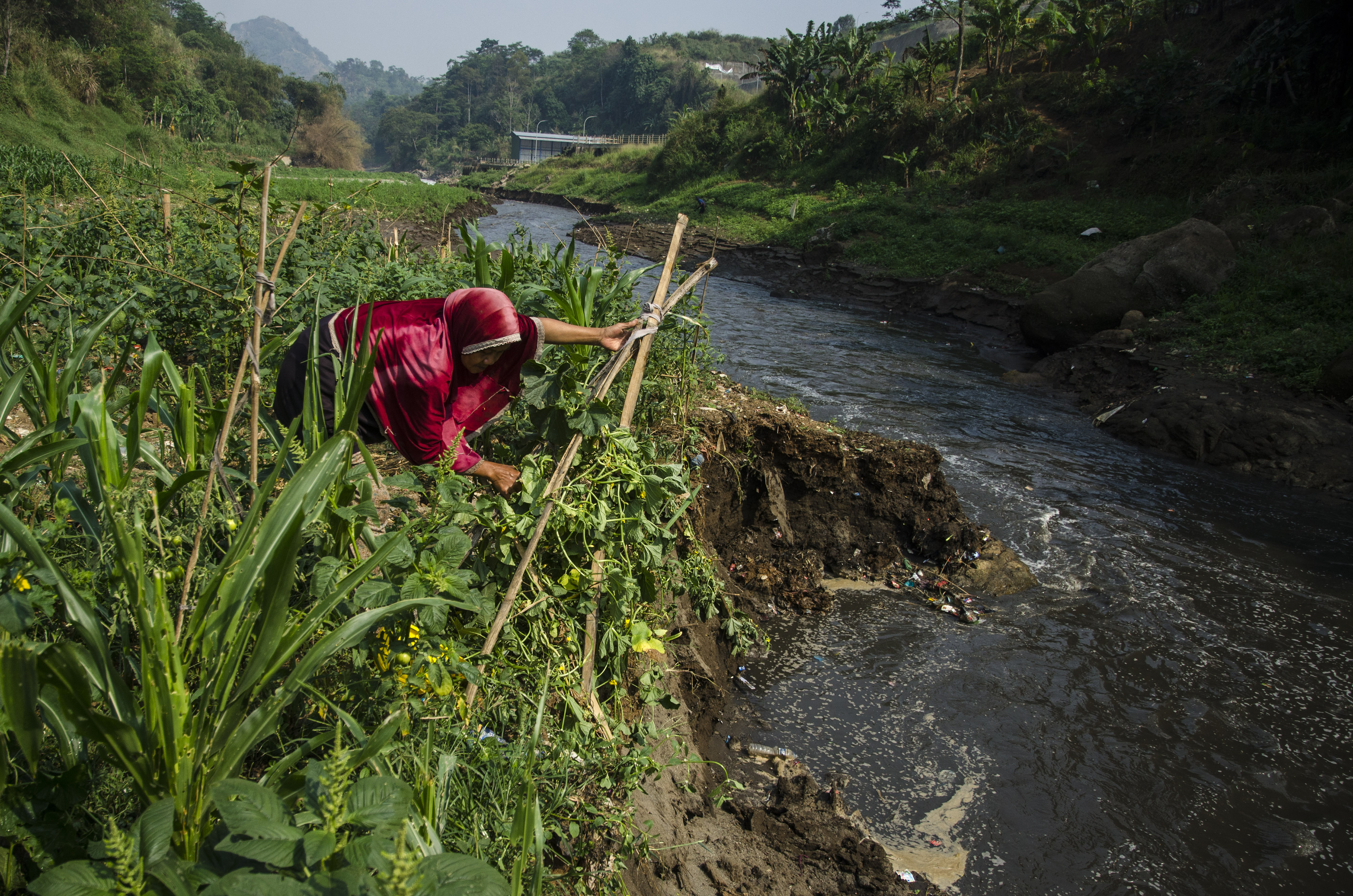 Memanfaatkan DAS Citarum Surut Untuk Bertani