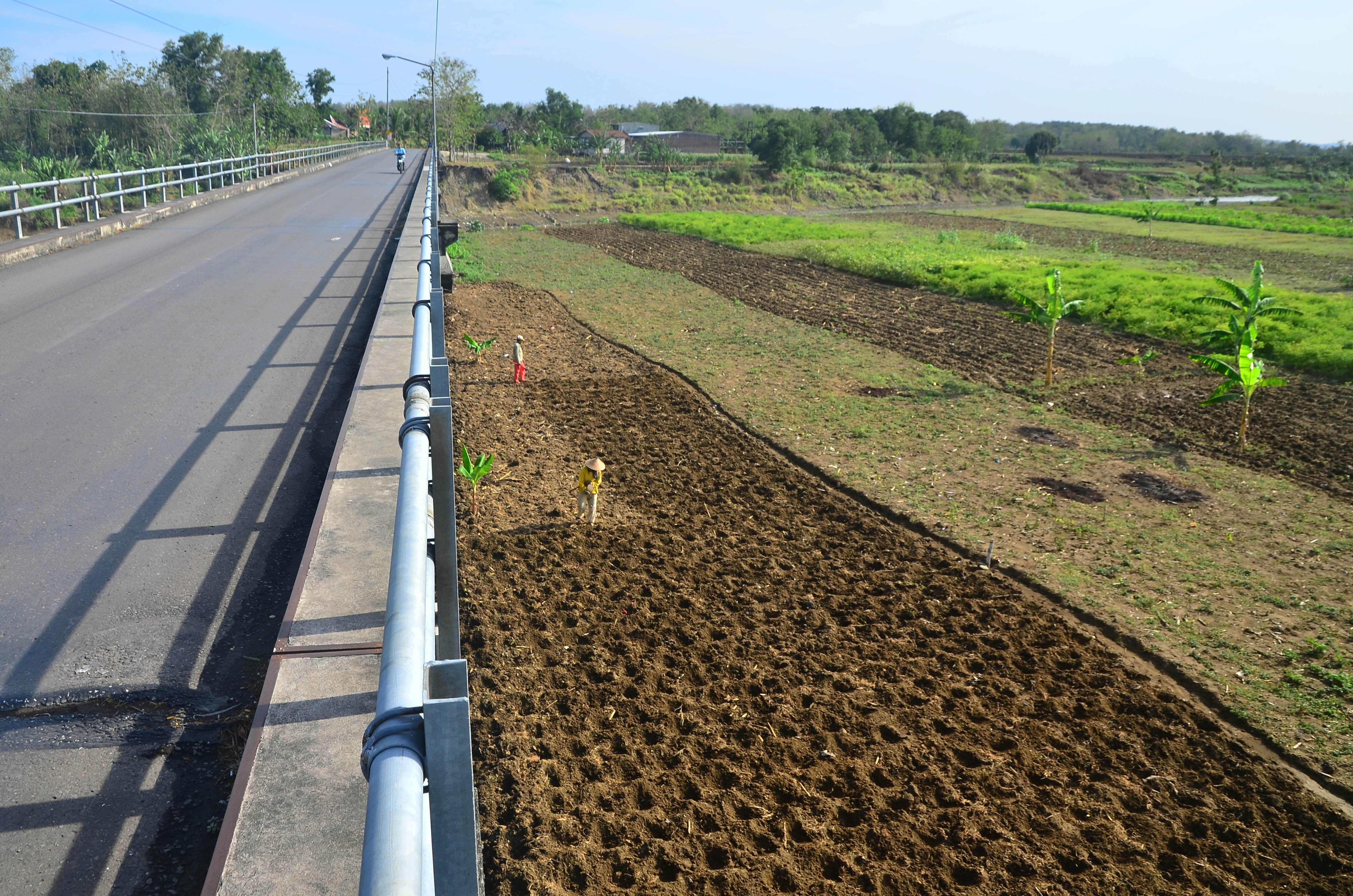 Pemanfaatan Lahan Sungai Surut untuk Menanam Sayuran