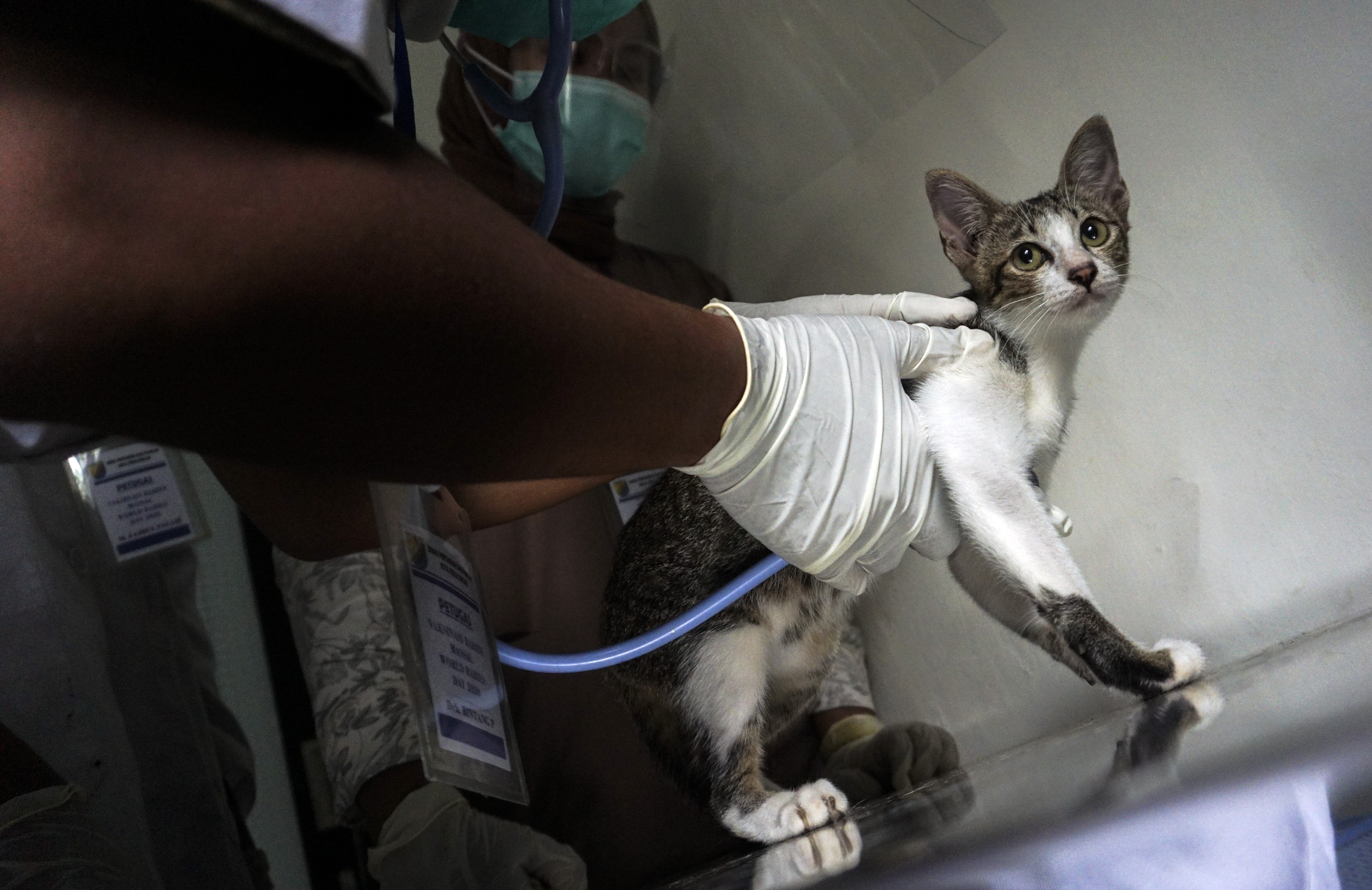 Vaksin Rabies Gratis